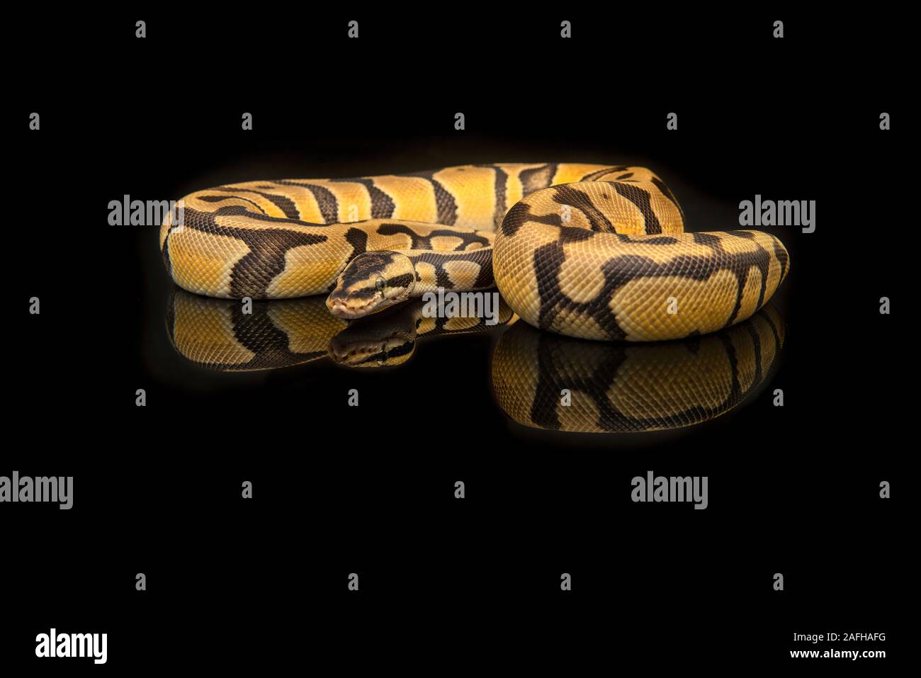 Pretty king python snake on a black background with reflection Stock ...
