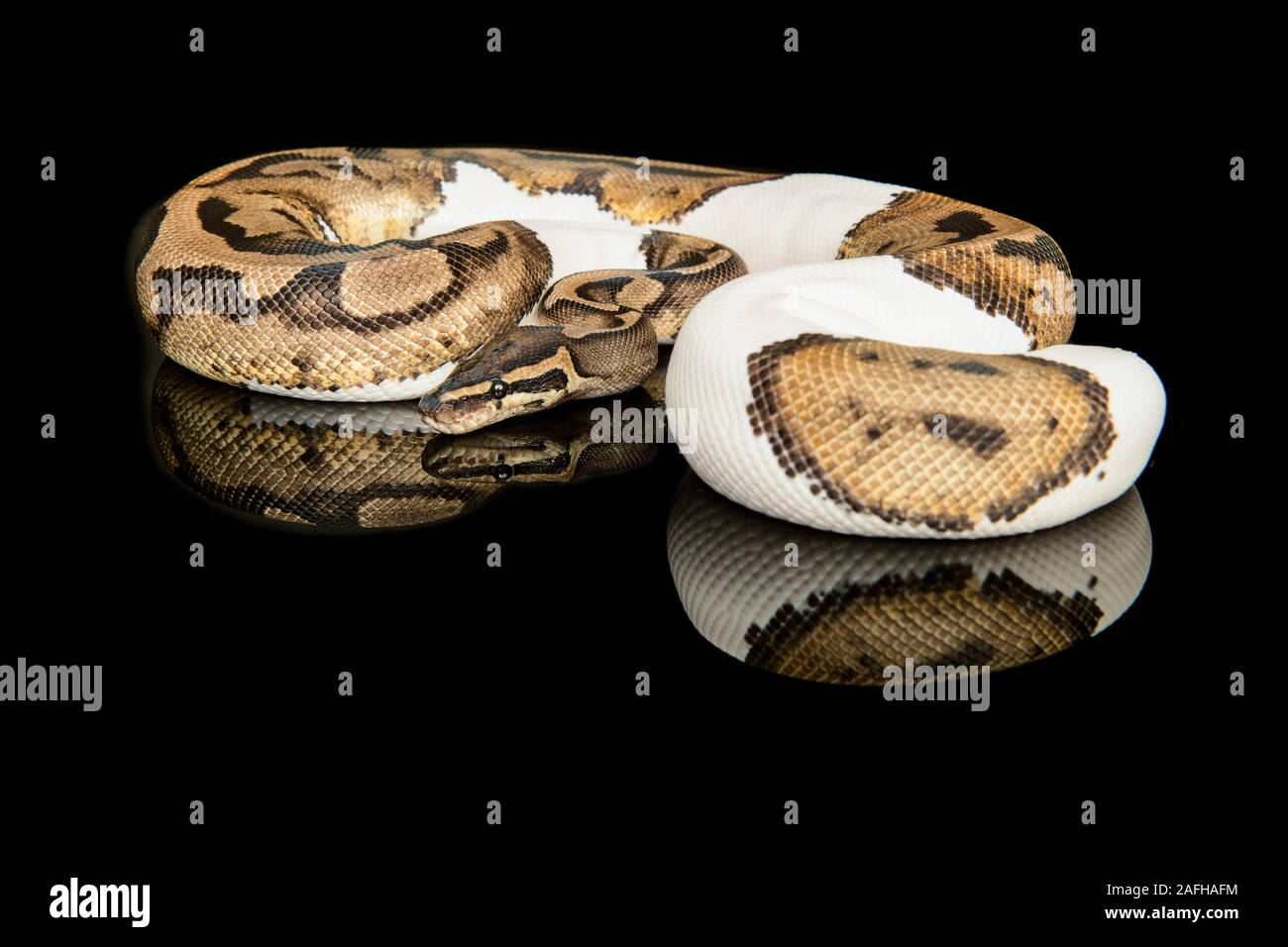 Pretty king python snake on a black background with reflection Stock ...