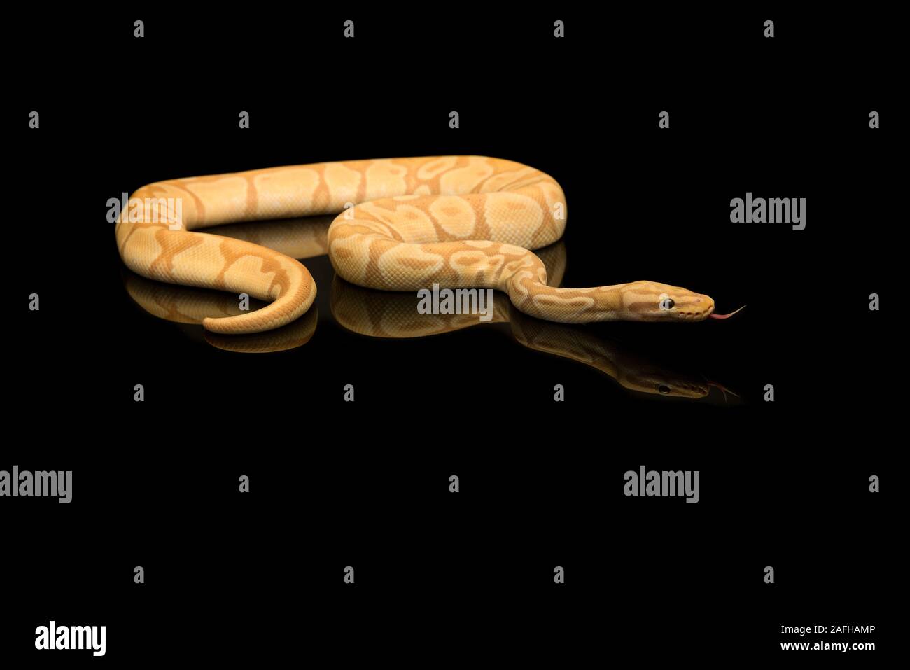 Pretty king python snake on a black background with reflection with ...