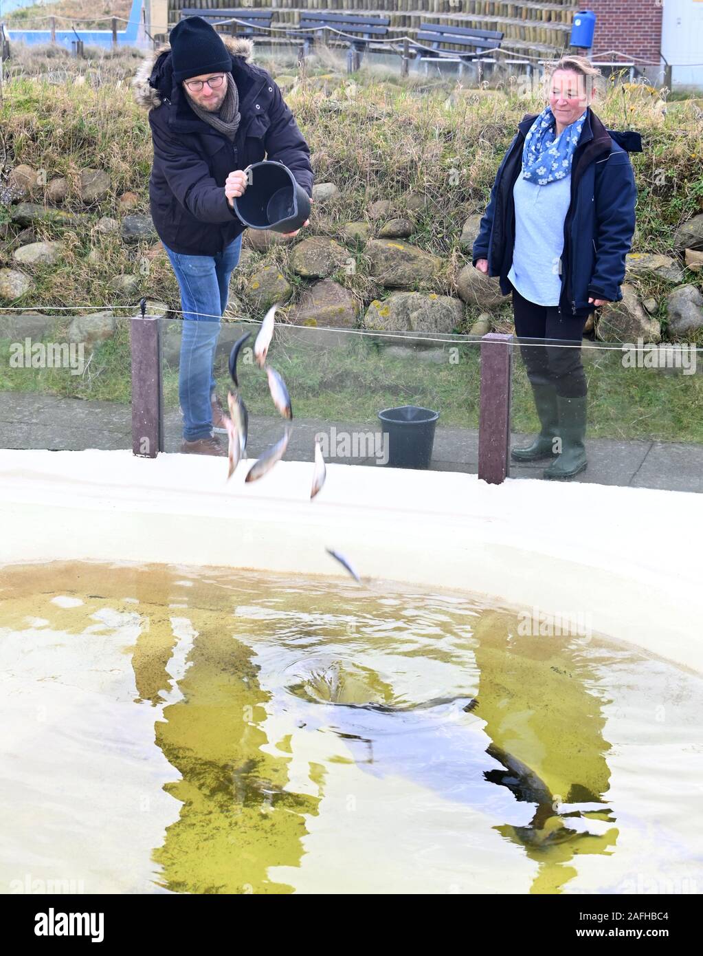 Friedrichskoog, Germany. 16th Dec, 2019. Jan Philipp Albrecht (Bündnis90/Die Grünen), Schleswig-Holstein Minister for Energy Turnaround, Agriculture, Environment, Nature and Digitisation and Tanja Rosenberger, Head of the seal station, feed a howler after the laying of the foundation stone for the extension and reconstruction of the seal station. In addition to a new entrance building and exterior modernizations, a new exhibition building with a seal observation room is planned. Credit: Carsten Rehder/dpa/Alamy Live News Stock Photo
