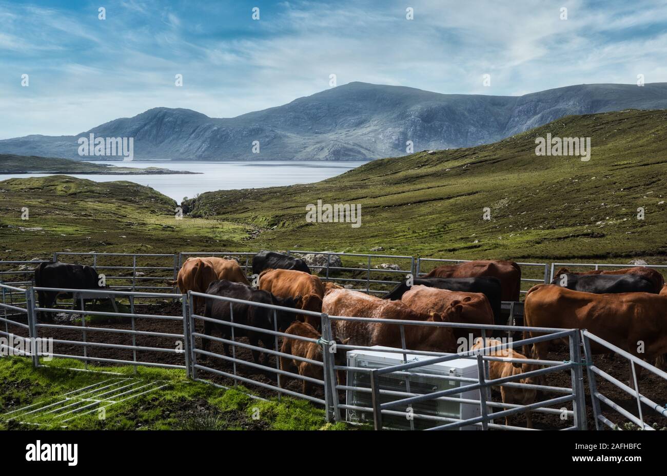 Cattle in pen above Loch Bun Abhainn Eadarra amongst the wild remote scenery of Isle of Harris, Outer Hebrides, Scotland Stock Photo