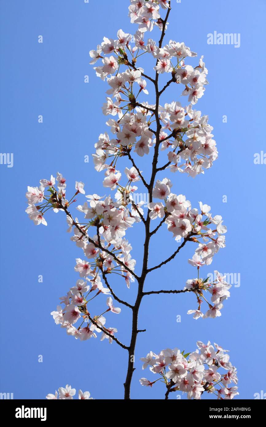 Ueno park in Tokyo, Japan spring time cherry blossom (sakura Stock