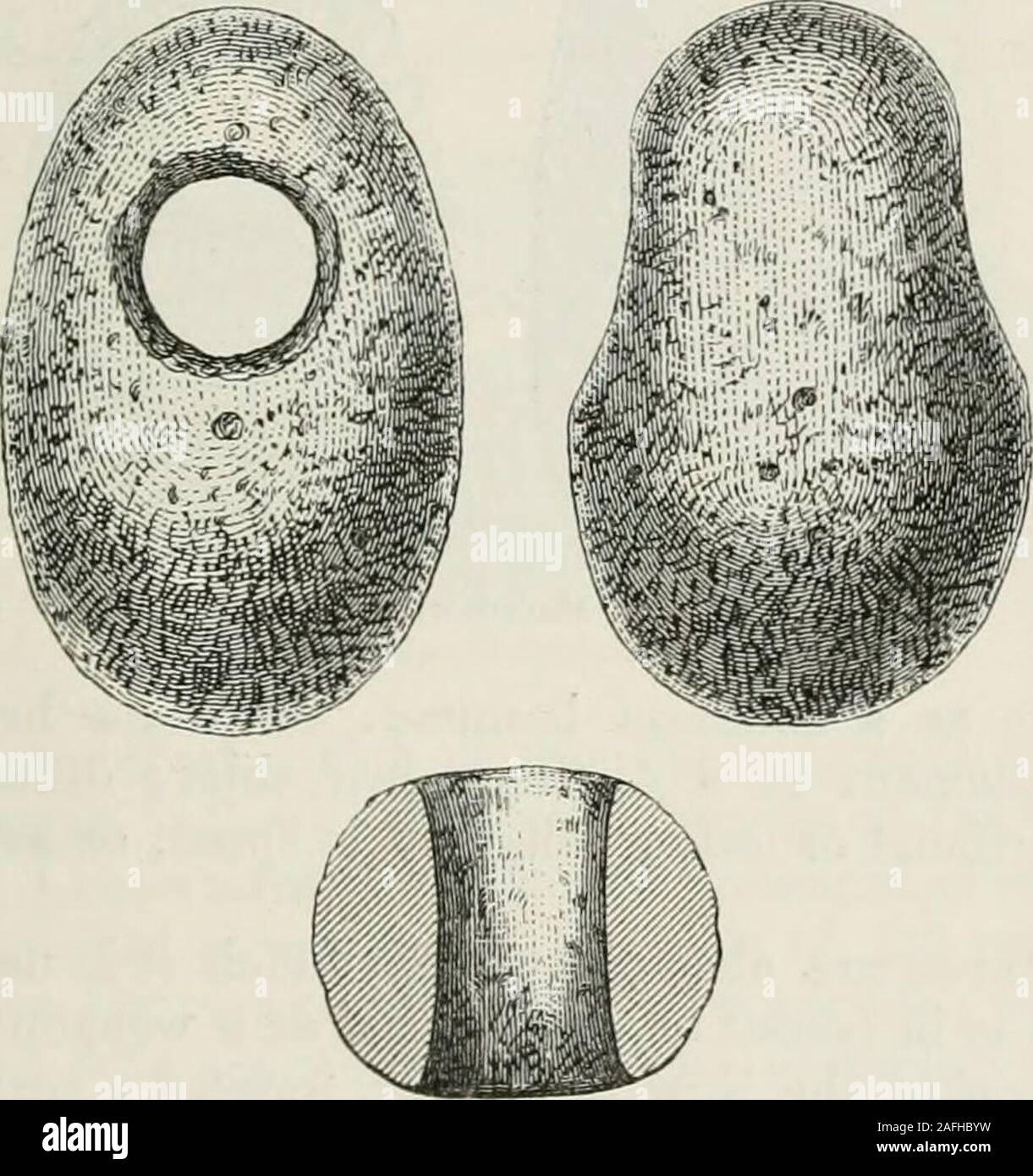 . The ancient stone implements, weapons, and ornaments, of Great Britain. rather flatter on one face, 3^ incheslong, found in Newport, Lincoln, is engraved in the ArchaoloijicalJournal.* An egg-shaped hammer, 3 inches long, of mica schist, and found inthe Isle of Arran,f is in the Antiquarian Museum at Edinburgh. Theshaft-hole is in the centre. Sometimes these hammer-heads are, in outline, of an intermediate formbetween Figs. 151 and 152, being oval in section, and more rounded atthe smaller end than the laiger, which is somewhat flattened. One such,in the Christy Collection, is formed of gran Stock Photo