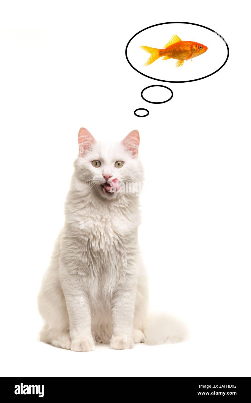 Hungry turkish angora cat sitting licking its lips thinking about fish isolated on a white background Stock Photo