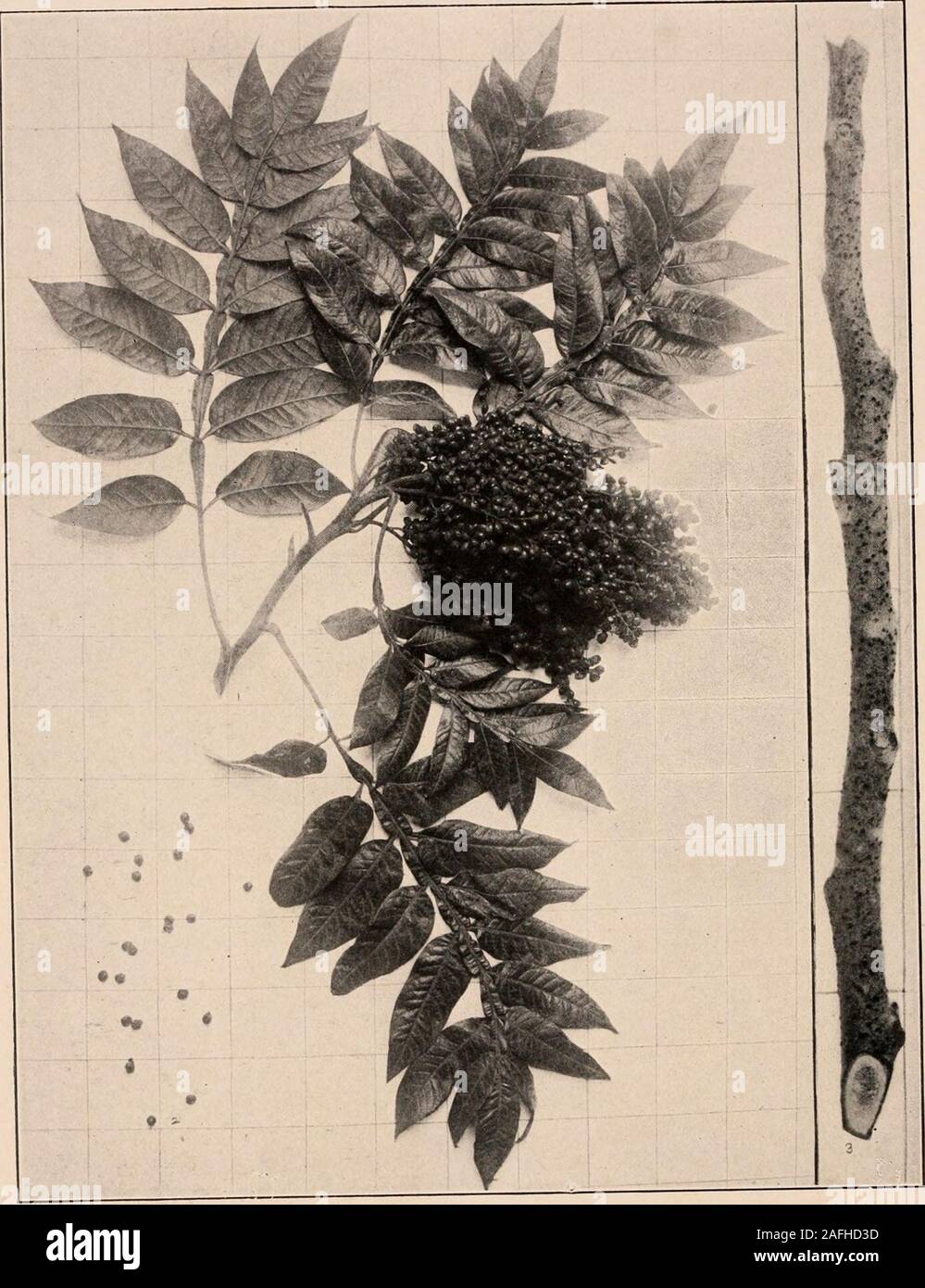 . Handbook of the trees of the northern states and Canada east of the Rocky mountains. Photo-descriptive. DWARF SUMACH. RliKS copalUna L.. Fig. 361. Branchlet with leaves and fruit, i ; detached drupelets, 2; branchlet in winter, 3-362. Small trunk on Staten Island, N. Y. Handbook of Trees of the Noktiiern States and C^ :;()0 The Dwarf Sumach, as its name implies, isa small tree at best and iiiucli more commonlyji shrub than a tree; still it sometimes attainsthe height of 25 or 30 ft. with trunk 8 or 10in. in diameter. This is j,enerally more or lessleaning and divided into a few large branche Stock Photo