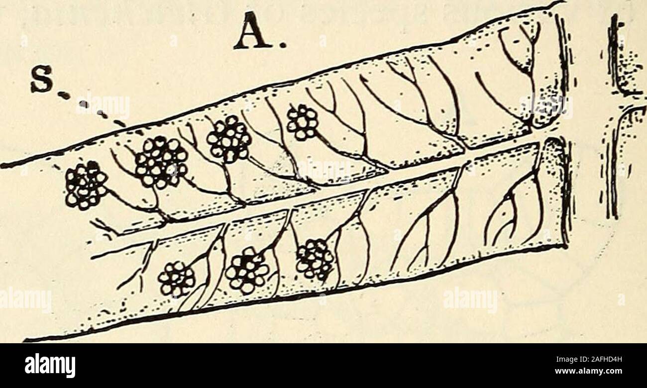 . The structure and development of mosses and ferns (Archegoniatae). C. Fig. 212.—a, Pinnule of Gleichenia dichotoma, showing the position of the sori (j),X4; B, ventral; C, dorsal view of the ripe sporangium, X85. young sporangia arise as small conical outgrowths. Each spo-rangial outgrowth undergoes a series of regular segmentationsresulting in a central, nearly tetrahedral, sporangial cell, fromwhich successive segments are cut off which give rise to theshort, massive stalk of the sporangium. Finally a periclinalwall is formed resulting in the archesporium. The further de-velopment is much Stock Photo