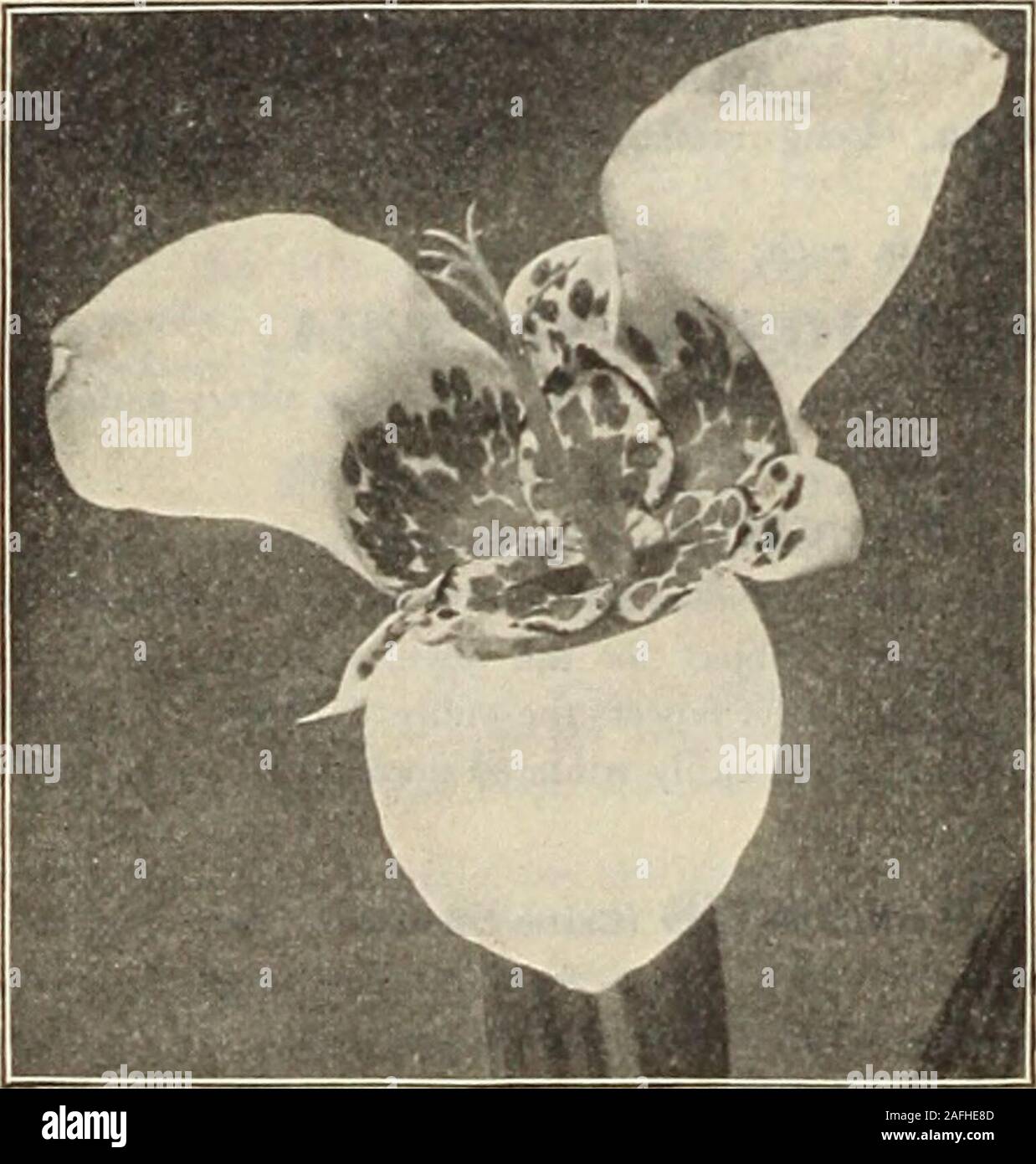 . Dreer's garden book 1915. Stigmaphyllon Cimatum.. TiGRIDIA. R SCARI ET Sa(.F,. PONFIHK. S%AI]SSOIVA. Galegifolia Alba. A most desirableeverblooniing plant, with pure whi.eSweet Pea-like flowers, produced insprays. Its easy culture, freedomof bloom, and the grace and beautyof the flower and plant, make it pop-ular. l-T cts, each; $1.50 per doz. THrXBERGIA. Harrisii. A splen&lt;lid winter-flower-ing [jreenhouse climber, with showylight blue flowers with creamy-whitethroat. 35 cts. each; $3.50 per doz. TIGRiniAS. (Tiger, or Shell Flower.)These gorgeous summer-floweringbulbs look well associate Stock Photo