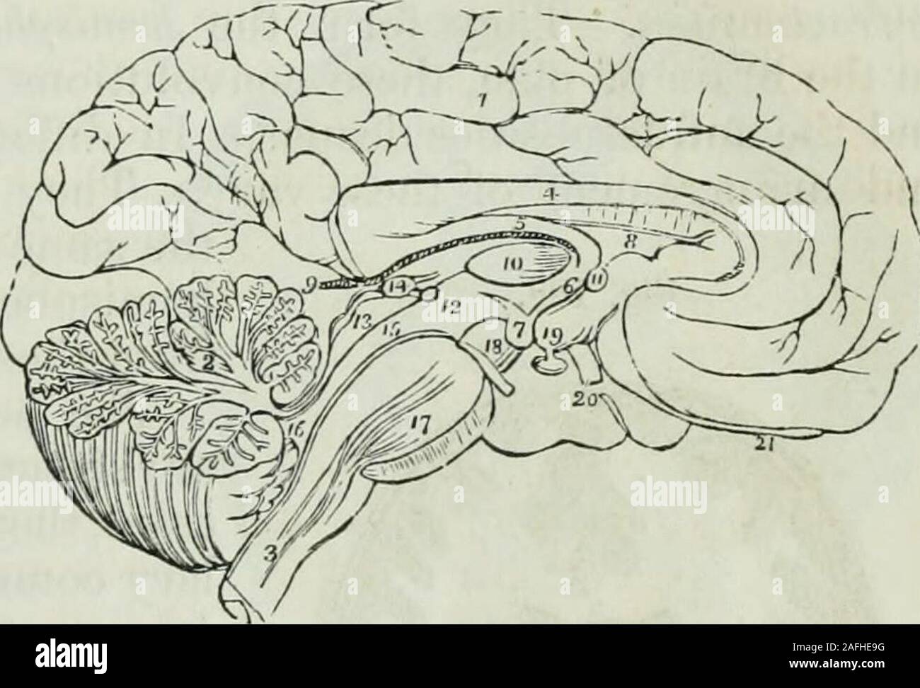 . Human physiology. N. 631 Besides the protection afforded by the bony strnctiire to the delicatemedulla, M. Magendie has pointed out another, which he was the fiistto detect. The canal, formed by the dura mater around the spinalcord, is much larger than is necessary to contain that organ; but,during life, the whole of the intermediate space is filled with a serousfluid, which strongly distends the membrane, so that it will frequentlyspirt out to a distance of several inches, when a puncture is made inthe membrane. To this fluid he has given the epithet cephalo-sjjinal;and he conceives, that i Stock Photo