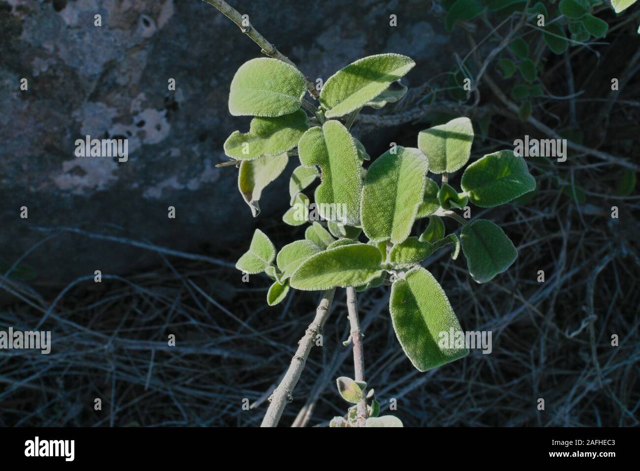 Wild sage plant Stock Photo - Alamy