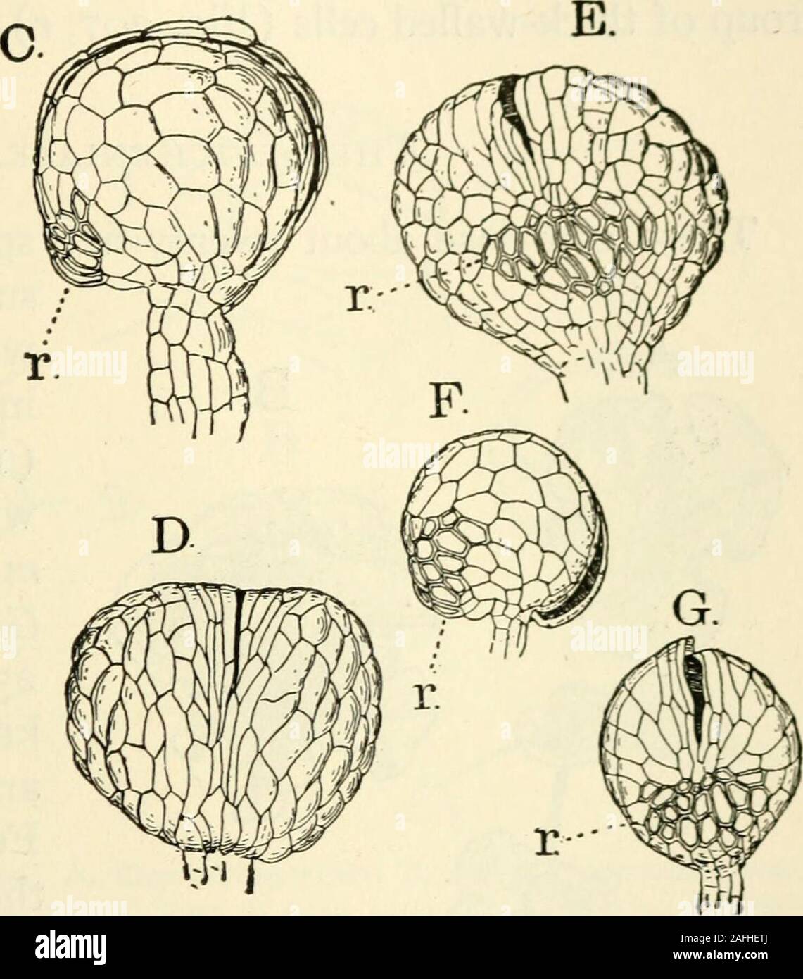 . The structure and development of mosses and ferns (Archegoniatae). Fig. 207.—A, Pinnule of a fertile leaf of Todea (Leptopteris) hymenophylloides, X2;B, fertile pinnule of Osmunda Claytoniana, X3; C-E, three views of the ripesporangium of O, cinnamomea, X40; F, G, sporangia of Todea hymenophylloides,X40; r, annulus. in their formation (Bower (ii); Goebel (17)). Bowersays: In all cases, however, one cell distinctly takes the lead,and this w^e may call the initial cell (Fig. 206, A) ; but thearrangement of its division wall does not, as in the true lepto-sporangiate Ferns, conform to any stric Stock Photo