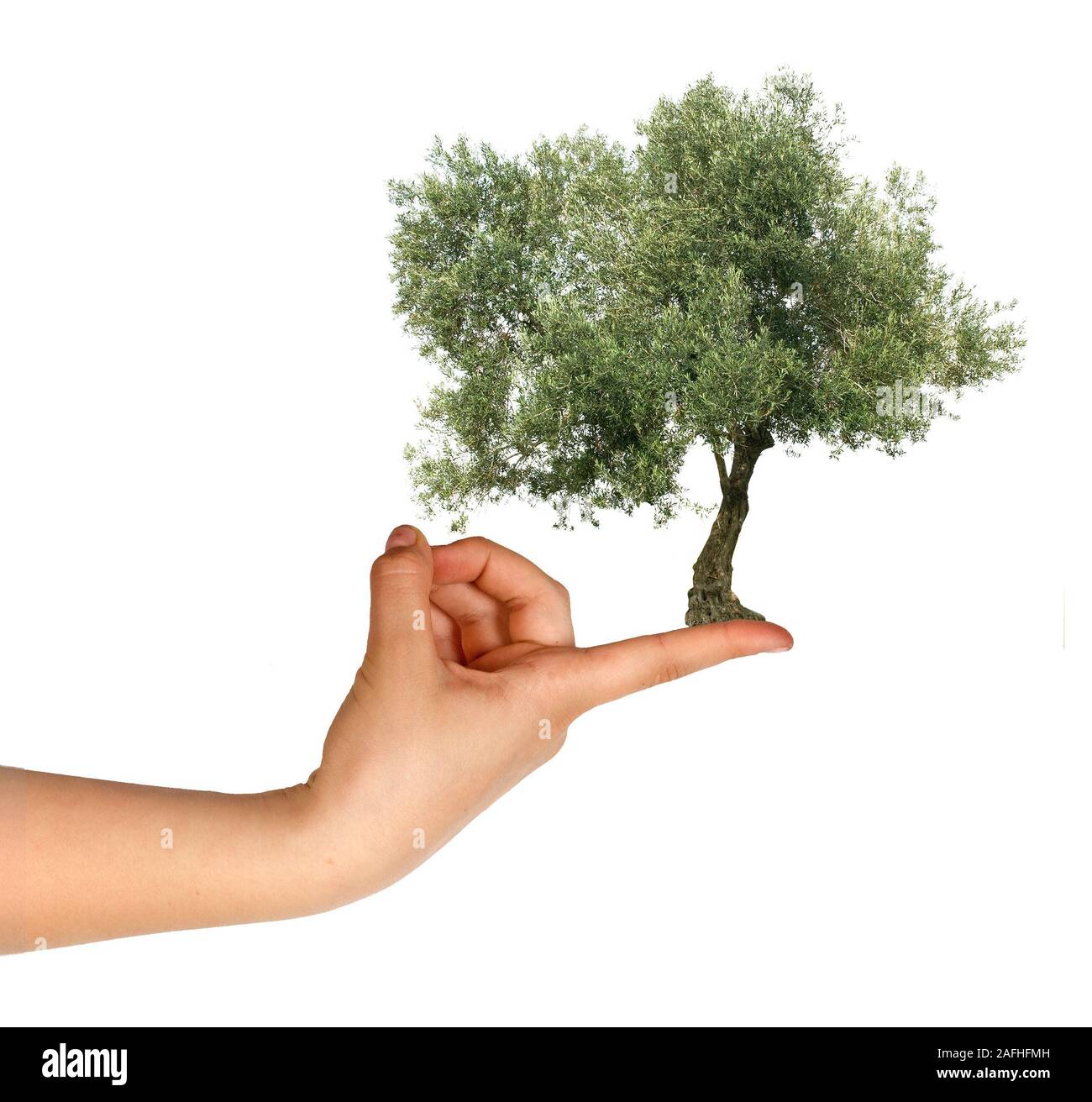 Olive tree on finger Stock Photo Alamy