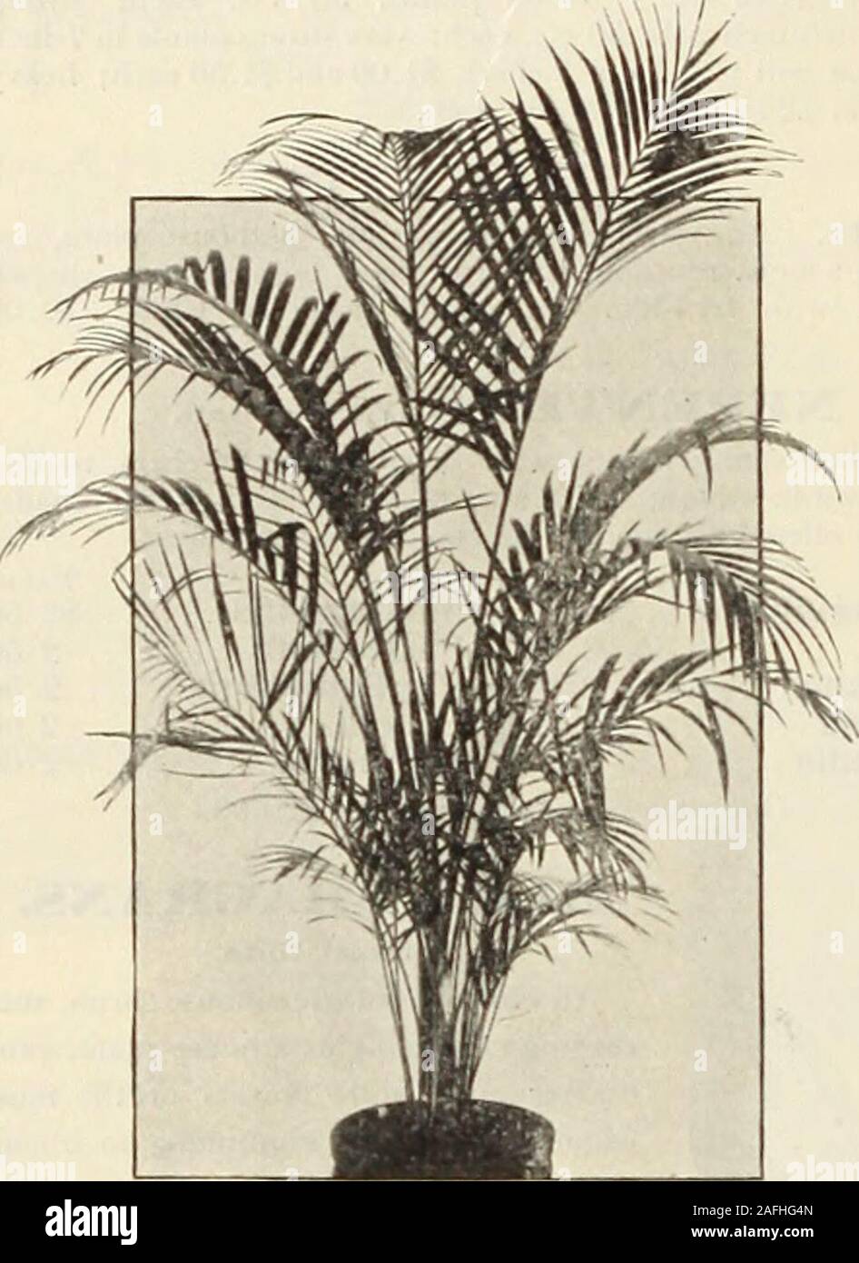 . Dreer's garden book 1915. inches high, 553.50 each.Deckeria Nobilis. A very rare Palm, with narrow, divided pinnre of alight green color, the stems closely protected with long, light-coloredspines; requiies a close, high temperature. 5-incli pots, $3.00 each.ElStS Guineensis. The Oil Palm, a very decorative species, with darkgreen pinnatified foliage, o-inch pots, $1.00 each. Specimens in 8-inchtubs, f.S.OO to ^io.OO each.Hyophorbae Amaricaulis. An interesting Palm for a collection in awarm conservatory, similar in habit of growth to the Arecas, with bronzy-red stems and olive-green foliage. Stock Photo