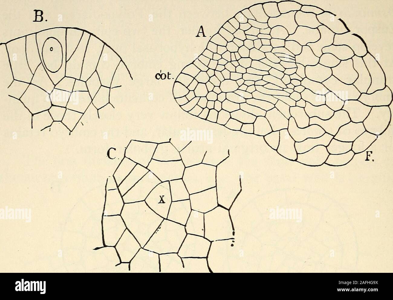 . The structure and development of mosses and ferns (Archegoniatae). Fig, 199.—Three sections of one embryo of O. cinnamomea in which the root (r) isespecially well marked, X260. Lettering as in the last. The direction of growth of the cotyledon is determined inpart by the first walls in its primary octants. The outer octantusually becomes at once its apical cell, and if its first segmentis formed on the side next the octant wall, this throws the axisof growth very much to one side, so that the axis of the leafmay be almost at right angles to the median line of the embryo.Otherw^ise it nearly Stock Photo