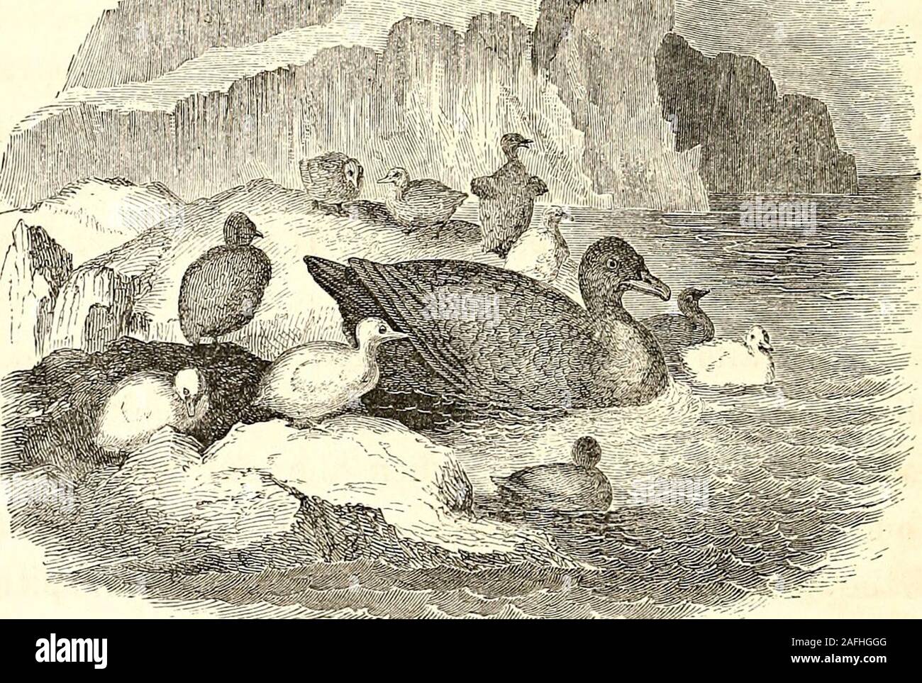 . Arctic explorations: the second Grinnell expedition in search of Sir John Franklin, 1853, '54, '55. EIDER ISLAND. It was near the close of the breeding-season. Thenests were still occupied by the mother-birds, but manyof the young had burst the shell, and were nestlingunder the wing, or taking their first lessons in thewat*^r-pools. Some, more advanced, were already in theice-sheltered channels, greedily waiting for the shell-fishand sea-urchins, which the old bird busied herself inprocuring for them. THE CORMORANT GULL. 319 Near by was a low and isolated rock-ledge, which wecalled Hans Isla Stock Photo