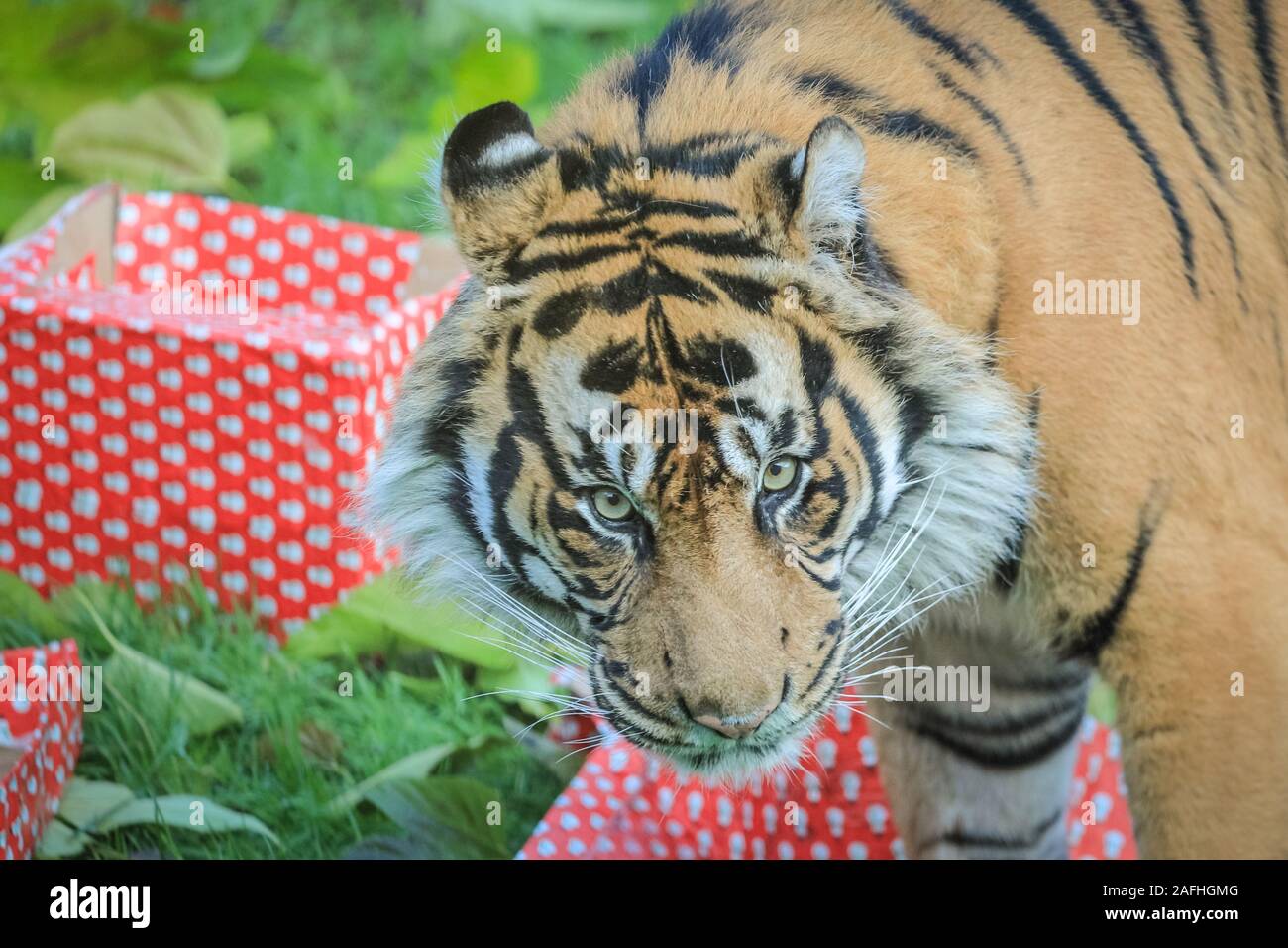 London 16th Dec 2019. In Tiger Territory, Sumatran tiger Asim pounces on brightly wrapped presents filled with his favourite turkey wings. Sumatran tigers (Panthera tigris sumatrae) are classified as critically endangered in the wild through loss of habitat and poaching, with less than 300 left. The countdown to Christmas has begun at ZSL London Zoo, as zookeepers busy bring seasonal surprises for the Zoo’s residents. In Tiger Territory, Sumatran tiger Asim pounces on brightly wrapped presents filled with his favourite turkey wings. Credit: Imageplotter/Alamy Live News Stock Photo