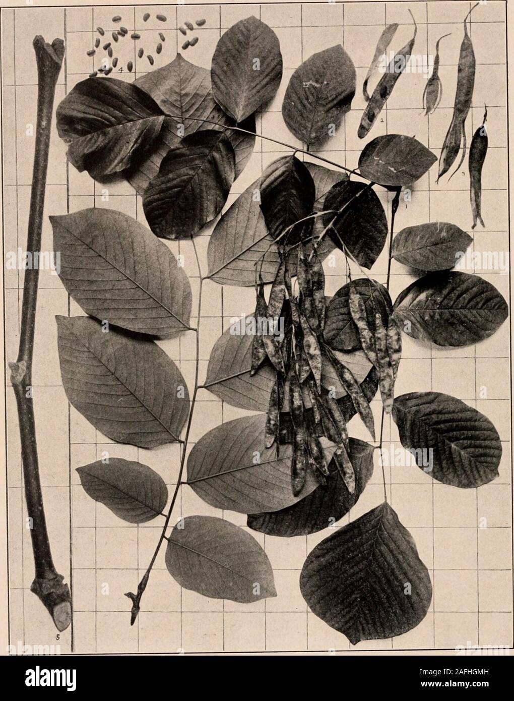 Gopher trees hires stock photography and images Alamy