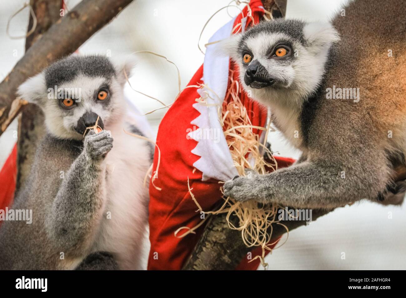 London 16th Dec 2019. The Zoo’s ring-tailed lemurs join in the action with their own hanging stockings, stuffed with a selection of veggie trimmings. Ring-tailed lemurs (lemur catta) are classified as endangered due to habitat loss, hunting for bush meat and the exotic pet trade. They are native to Madagascar. The countdown to Christmas has begun at ZSL London Zoo, as zookeepers busy bring seasonal surprises for the Zoo’s residents. In Tiger Territory, Sumatran tiger Asim pounces on brightly wrapped presents filled with his favourite turkey wings. Credit: Imageplotter/Alamy Live News Stock Photo