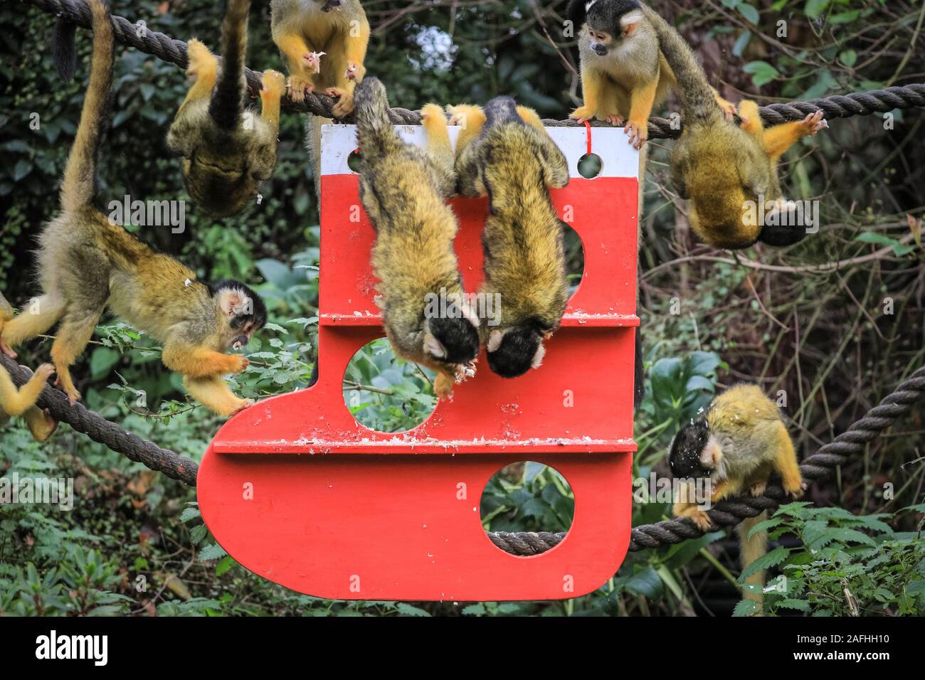 London 16th Dec 2019. The Zoo’s mischievous troop of Bolivian black-capped squirrel monkeys find a new Christmas climbing frame under the trees in their home, shaped like a stocking and decorated with edible gifts. Black-capped squirrel monkeys (Saimiri boliviensis) are well adapted to climbing and have the largest brain to body size ratio of all primates.  They are native to Madagascar. The countdown to Christmas has begun at ZSL London Zoo, as zookeepers busy bring seasonal surprises for the Zoo’s residents. Credit: Imageplotter/Alamy Live News Stock Photo