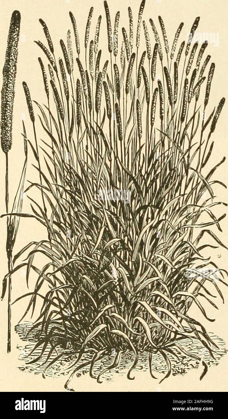 . Farquhar's autumn catalogue : 1913. Timothy. Timothy or Herds Grass. Phleum pratense. This Grass is usually considered and treated asa short-lived perennial, and hence is the best grass to grow in a short rotation It succeedsbest on moist loams and clays naturally rich in humus or on those which have been heavilymanured. It grows in loose tufts, with few short leaves, so that Red Top or Red Clovershould be sown with it to furnish heavyTaottom growth of leaves. Sow one-half bushel peracre if alone. (45 lbs. per bushel.) Per lb., 12 cents; per bushel, $5.00. Red Top. Agrostis vulgaris. A good Stock Photo