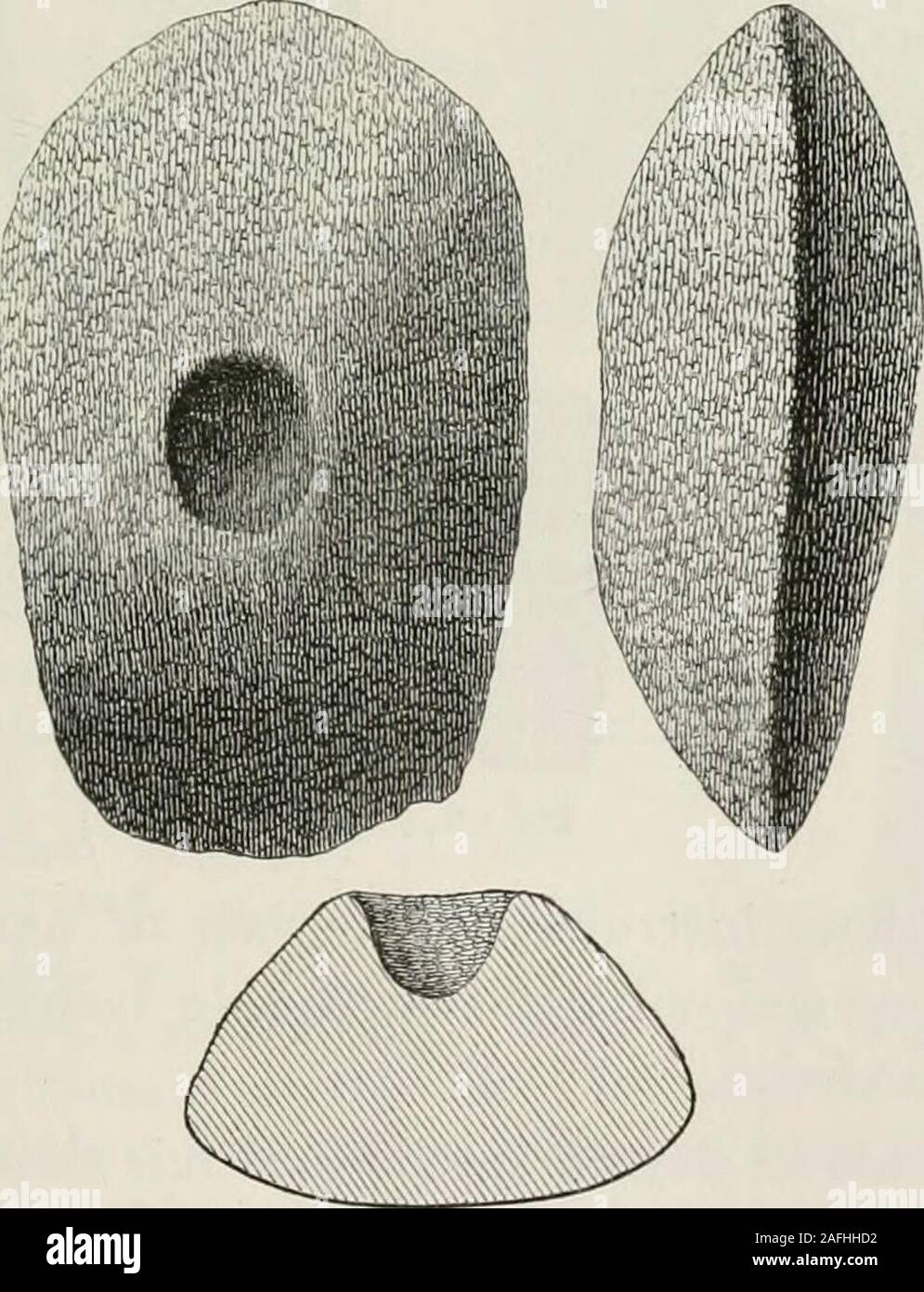 . The ancient stone implements, weapons, and ornaments, of Great Britain. middle appears to be only about h inch in diameter, but bell-mouthedat each face. It is now in the Museum of the Eoyal Institution of Cornwall. The implement shown in Fig. 124 seems to be an unfinished. Fig. 124.—Stourton. specimen belonging to this class. It is formed of greenstone, portionsof the natural joints of which are still visible on its surface. It seems 172 PERFORATED AXES. [chap. VIII. to have been worked into shape by picking rather than by grinding ;but the hole appears, from the character of the surface, t Stock Photo