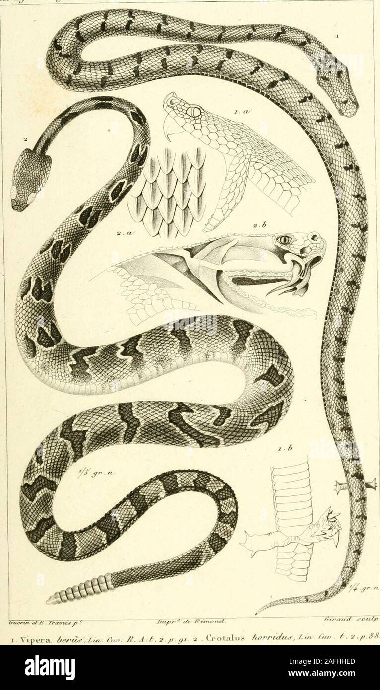 . Iconographie du règne animal de G. Cuvier, ou, Représentation d'après nature de l'une des espèces les plus et souvent non encore figurées de chaque genre d'animaux : avec un texte descriptif mis au courant de la science : ouvrage pouvant servir d'atlas a tous les traites de zoologie. Ihtfir^ ,/f /{tf/iortt/- 1. I)en.iropl,,.s „/,„.Oi//„. /i^, /{. .1. f.^.,. .U 3 . Drv.niis „„.,uO,,.: jV„....;./. ,,rwar. du- Jièyrv» Animale. Reptiles JI.aS.. /ct&gt;n4&gt;^r. tù&lt; lit^t^ne Arttrntf/ /{^yf/i/ej /y ifyt. Stock Photo