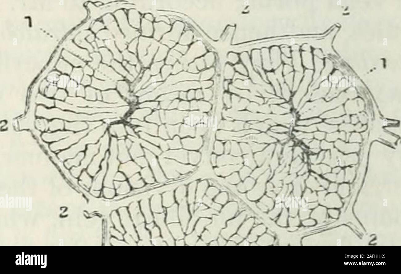 res stock photography and images Biology Diagrams