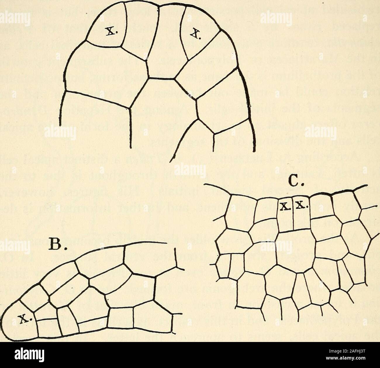 . The structure and development of mosses and ferns (Archegoniatae). n colour and fleshy texture 0. cin-namomea recalls Anfhoceros Iccvis or Marattia. Where a cell mass is formed at first, this condition is tem-porary, and an apical cell is established which gives rise to theordinary flat prothallium. The small male prothallia, which areproduced in large numbers, exhibit various irregularities andquite commonly do not show any definite apical growth, and inO. Claytoniana especially often branch irregularly, or in somecases there is a true dichotomy (Fig. 193, A.) Slender fila-mentous prothalli Stock Photo