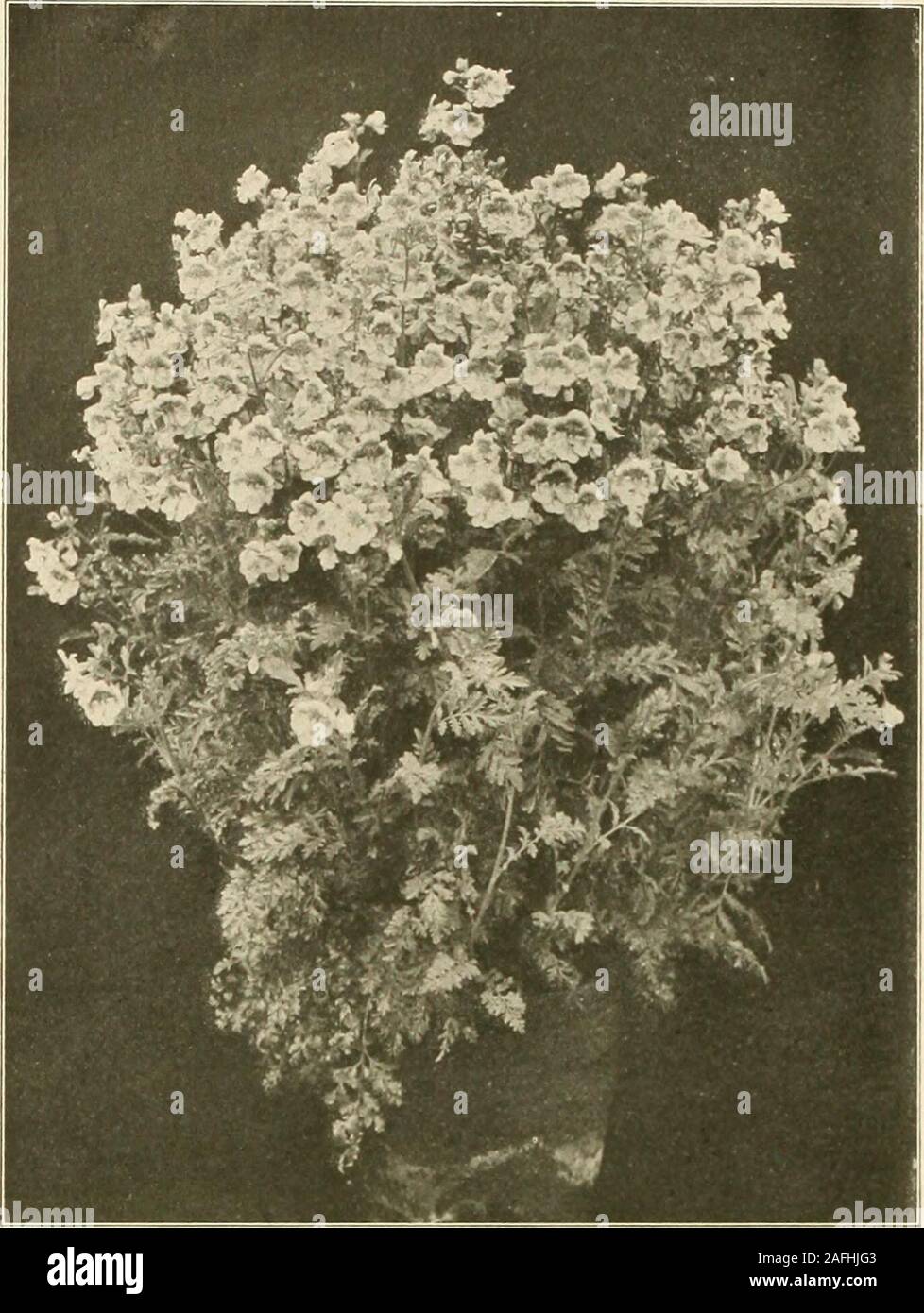. Farquhar's autumn catalogue : 1913. Mignonette farquhars Universal. 70 R. & J. FARQUHAR & CO., BOSTON. FLOWER SEEDS FOR THE GREENHOUSE.—Co/;^//7:/e(/.. LUPINUS. {Lupin.) 2525 Hartwegii. White. Splendid for bouquets. Oz., 25c.; pkt., 5c.25;,() Hartwegii. Azure Blue. A delicate shade esteemed for cut flowers. Oz., 30c.; pkt., 5c.2535 Farquhars Pink. Handsome spikes of salmon-pink flowers, particularly useful for cutting, lasting a week or longer in water. This color is ideal for forcing in the greenhouse. Oz., 50c.; pkt., loc. SCHIZANTHUS. {Butterfly Flower.) 3945 Farquhars Large=flowered Hybr Stock Photo