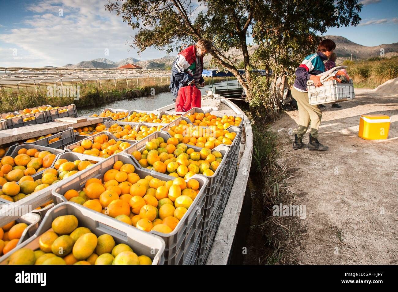 People unload baskets of mandarin oranges in an orchard in the Neretva river delta in Croatia. Stock Photo