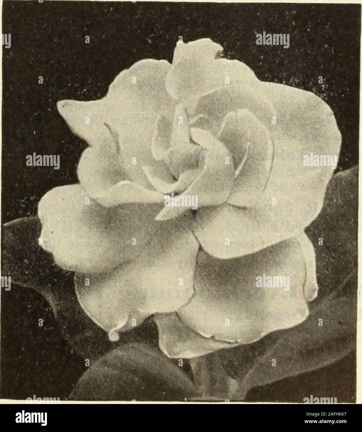 . Dreer's garden book 1915. green shrubs, with delightfully fragrant, purewhite, waxy flowers, blooming from May to July. 3-inch pots, 30 cts. each; $3.00 per doz.; 4-inch pots, 50 cts. each; $5.00perdoz.; 6-inch pots, $1.00 each. GENISTA. Fragrans. A most desirable .=pring-flowering plant, producing its fragant,bright, golden-yellow flowers in the greatest profusion. As a windowplant of easiest culture it is unsurpassed. Especially de.sirable for Easterdecoration. First size, 50 cts. each; $5.00 per doz.; second size, 30 cts.each; $3.00 per doz. GL,ORIOSA (ClimbineLily). Superba Rothschildian Stock Photo