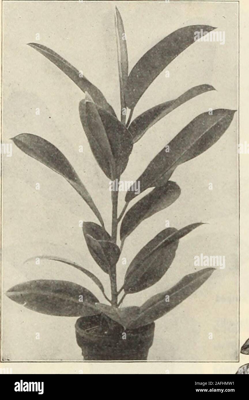 . Dreer's garden book 1915. Ficus Elastica (Rubber Plant). EUGENIA. MIcrophylla. A pretty little plant with small,dark green foliage, excellent for Fern dishesor window garden. 50 cts. each. EURVA. Latifolia Variegata. An evergreen Shrubwith rich, dark green foliage, which is beauti-fully variegated with creamy white; an excel-lent plant for house decoration. 50 cts. each. FARFUGIUM. Grande (Leopard Plant). Tliis is an extremely ornamental plant. Its large, circu-lar leaves, thickly spotted with creamy-white and yellow, make it wonderfully effectivefor room decoration. It likes a soil of loam Stock Photo