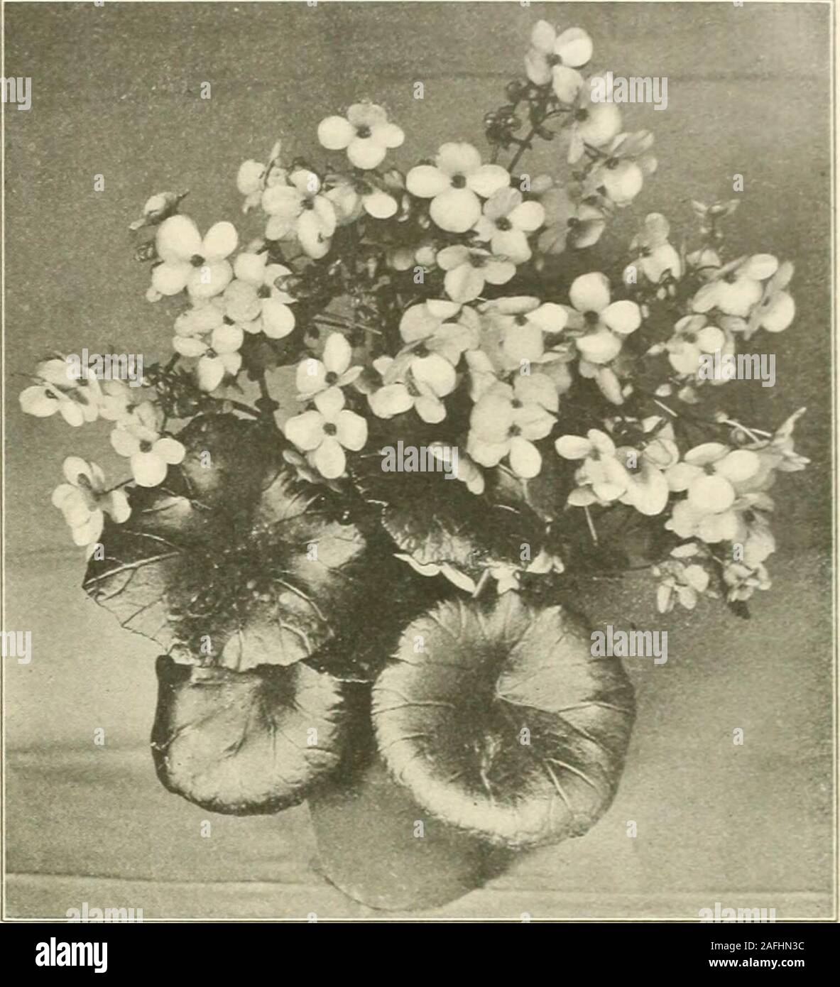 . Farquhar's autumn catalogue : 1913. Buddleia Asiatica. Begonia, Gloire de Lorraine. BEGONIA. Gloire de Lorraine. Of all the winter-blooming plants this variety is themost lavish in its production of flowers. The flowers are of a brightsahnon-rose color growing in large, gracefully drooping panicles. Plantsfrom 2j in. pots, S2.50 per doz.; S15.00 per 100; 3I in. pots, S4-oo perdoz. S30.00 per 100; 6 in. pans, each Si.oo; Sic-oo per doz. Glory of Cincinnati. A more vigorous type of the Lorraine. Plants from2J in. pots, S3.00 per doz.; S20.00 per 100; 35 in. pots, S5.00 per doz.;S35.00 per 100; Stock Photo