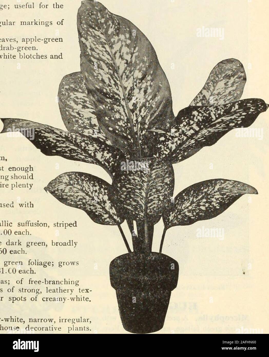 . Dreer's garden book 1915. of their coloring.Amabilis. Foliage bright glossy green, marked and suffused with pink and creamy-white. 50 cts. and $1.00 each.Baptistii. Broad, recurved foliage, deep green, with metallic suffusion, striped and marked with creamy yellow and pink. 50 cts. and $1.00 each.Doucetii. A beautiful variegated form of lixlirisa, foliage dark green, broadly edged with creamy white. Fine plants in 6-inch pots, $2.50 each. Fragrans. An excellent house plant, with broad, dark green foliage; growsunder the most adverse conditions, 25 cts., 50 cts., and $1.CO each. Godseffiana. Stock Photo