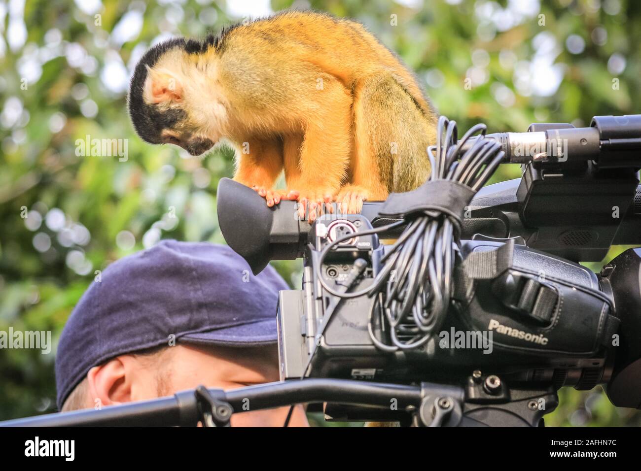 London 16th Dec 2019. The Zoo's mischievous troop of Bolivian black-capped squirrel monkeys take a keen interest in the video camera equipment of a journalist filming during a photocall at ZSL London Zoo. Black-capped squirrel monkeys (Saimiri boliviensis) are well adapted to climbing and have the largest brain to body size ratio of all primates. They are native to Madagascar. Credit: Imageplotter/Alamy Live News Stock Photo