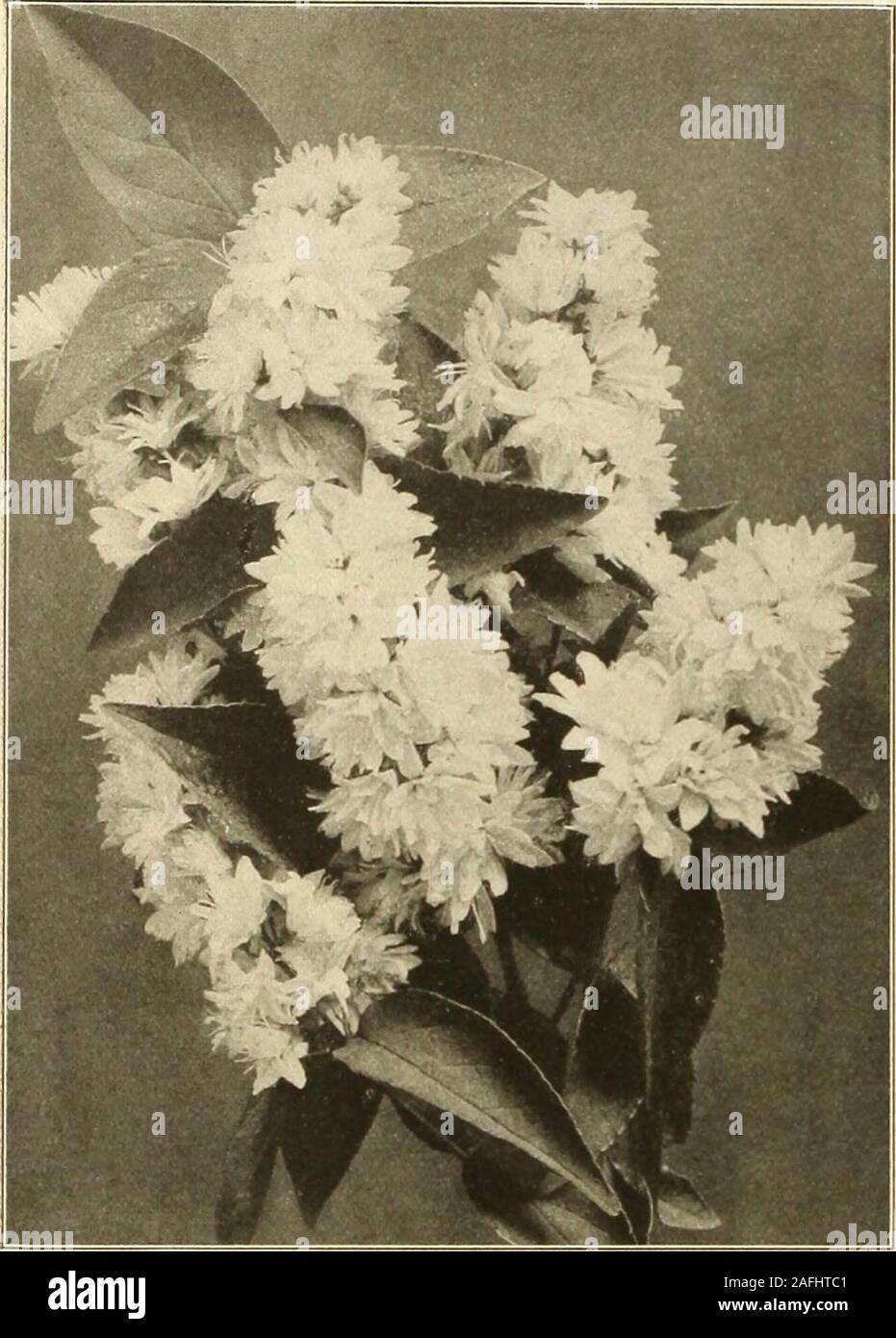 . Farquhar's autumn catalogue : 1913. ust Caragana arborescens. Siberian Pea. An interesting shrub, flowers yellow, pea-shaped; May ....Chionanthus virginicus. Fringe Tree. White; June.!Clethra alnifolia. Sueet Pepper Bush. White; in-. tensely fragrant; very fine .3^ Colutea arborescens. Bladder Senna. A handsome: and interesting shrub; its bright yellow flowers and! large transparent seed pods appearing throughout the summer 1-5 Corchorus, or Kerria Japonicus flore pleno. Aver&gt;I graceful dwarf shrub with fe;ither bright greenj foliage, flowers double, orange yellow; June and Julyj .35Japo Stock Photo