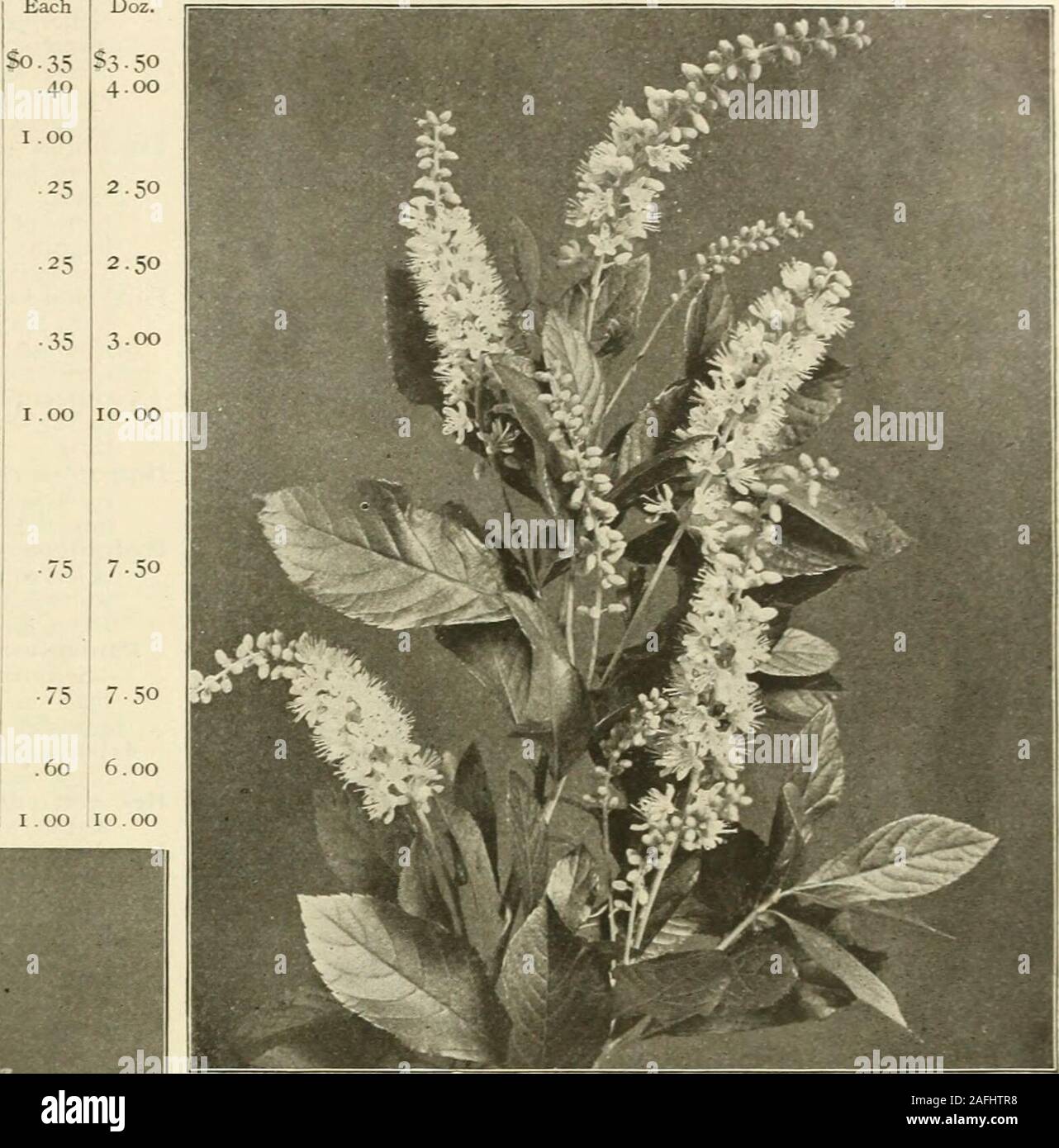 . Farquhar's autumn catalogue : 1913. 35 Comus Stolonifera.—Dordood. Clethra Alnifolia. Baccharis halmifolia. Featherj^ white flowers. Sep- Each tember S.35 Berberis purpurea. Purple-Leaved Barberry. Dark purple foliage Thunbergii. Japanese Barberry. Dwarf, handsome, shining foUage which turns copper--red in autumn; its bright red berries hang throughout the entire winter. Large plants Vulgaris. Common Barberry. June Calycanthus floridus. Spice Btish. Brown flowers; fragrant; June to August Caragana arborescens. Siberian Pea. An interesting shrub, flowers yellow, pea-shaped; May ....Chionanth Stock Photo