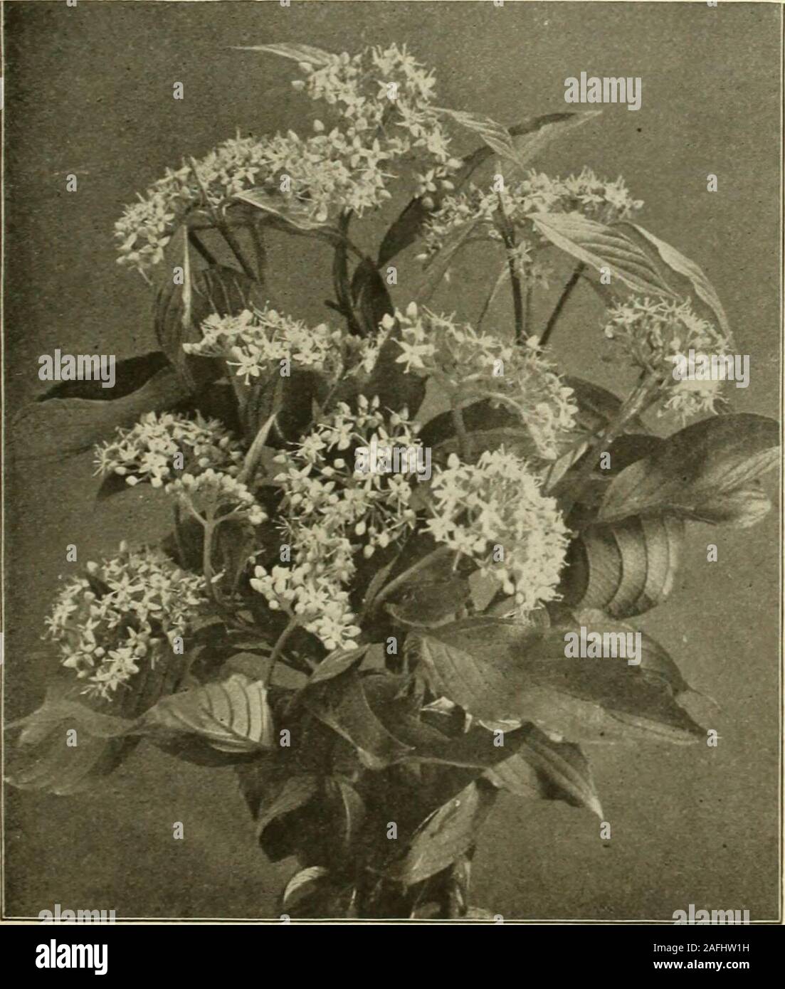 . Farquhar's autumn catalogue : 1913. entaphylla. A beautitul Japanese shrub ofirapid growth, branches furnished with spines, leavespalmate, five lobed and pale green .... Spinosa. {See Ornamental Trees, page sg.)Azalea Pontica, or Hardy Ghent. Magnificent large-flowering hybrids in various fine colors; June. Mollis. A gorgeous spring-flowering dwarf shrub, the,flowers of which come before the foliage, literally]making the plant a blaze of color. The colors rangefrom light yellow to orange-salmon, flame color andcopper-red. It is valuable for partially shaded sit-uations where few shrubs thriv Stock Photo