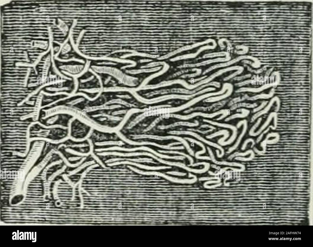 res stock photography and images Biology Diagrams