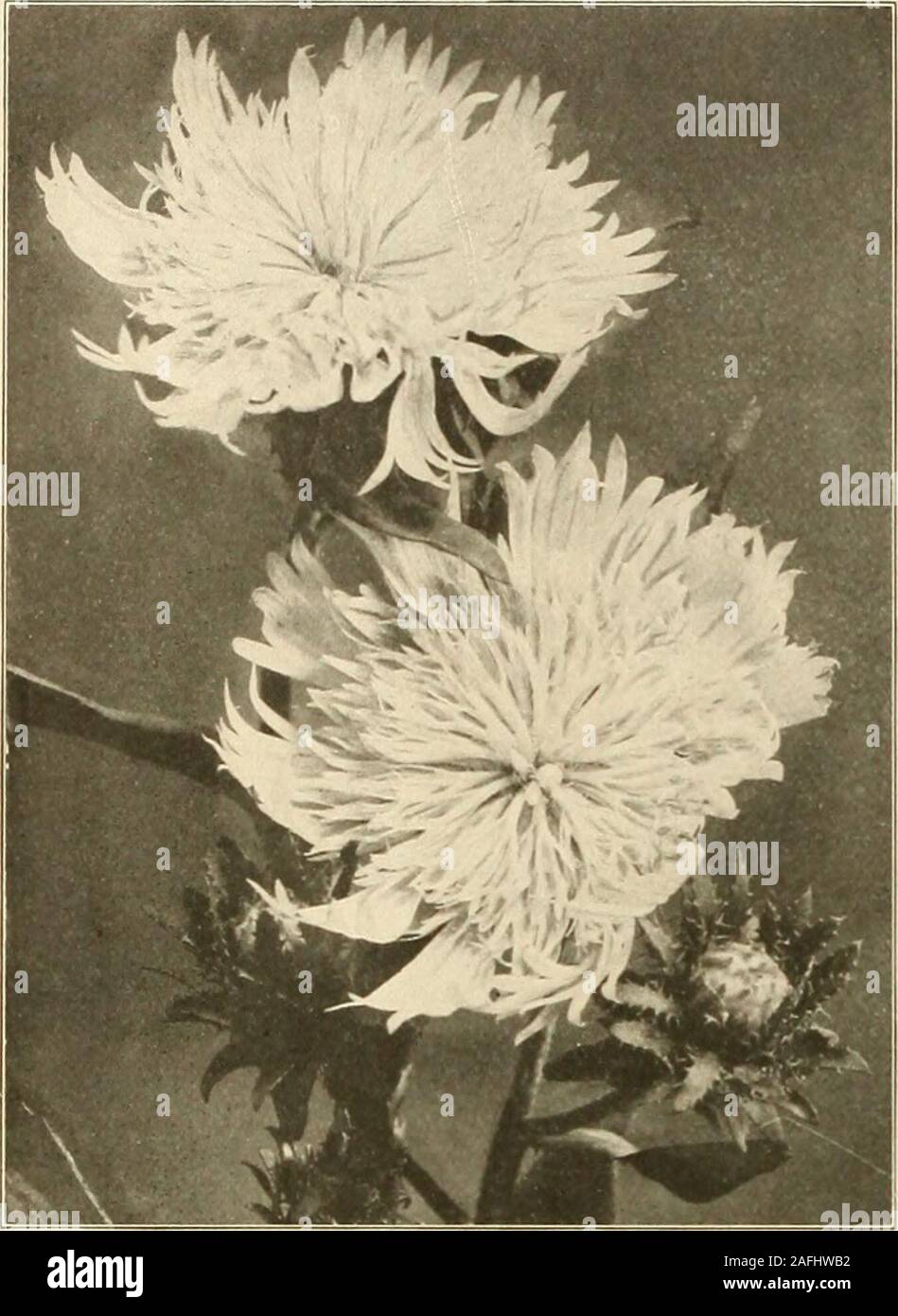 . Farquhar's autumn catalogue : 1913. 6.00 Rudbeckia Herbsonne. 54 •R. & J. Farquhar & CO., Boston. HARDY PERENNIAL PLANTS-Cont/nued.. Telekia cordifolia. Bupthalmum. Tall border plant withbright yellow flowers borne on long stems. July and August. 4 ft Thalictrum adiantifolium. Meadow Rue. Foliage likethe Maiden Hair Fern. Flowers creamy-white; May and June, ij ft Baumanni. Flowers yellow. 2 feet. July. .Thermopsis caroliniana. Magnificent free-blooming plantwith tall spikes of clear yellow flowers; June and July. 5 ft.Trillium. See page 40.Trollius caucasica. Orange Globe. Rich orange. europ Stock Photo