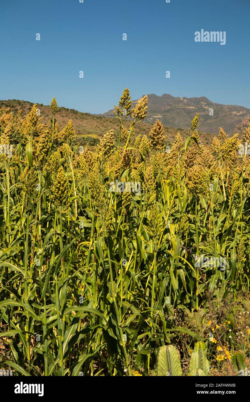 Sorghum plants hi-res stock photography and images - Alamy