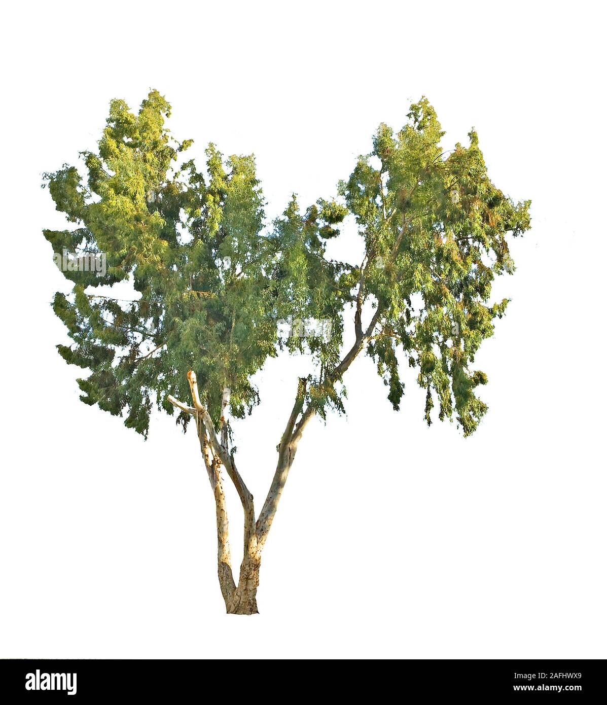 Tree isolated on white Stock Photo - Alamy