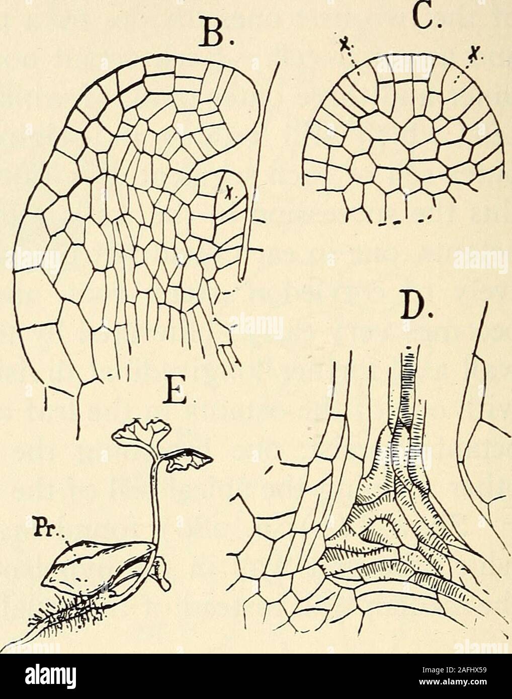 . The structure and development of mosses and ferns (Archegoniatae). Fig. 179.—Onoclea struthiopteris. A, Longitudinal section of young sporophyte stillconnected with the prothallium (Pr), X6o; B, the apex of same, Xi8o; C, surfaceview of the young cotyledon showing the first dichotomy; D, central region of A,showing the primary tracheary tissue, Xi8o; E, young sporophyte with nearlyfull-grown cotyledon and primary root, X3; st, stem; L^, cotyledon; L^ secondleaf; F, foot; Pr, prothallium. the prothallium. As in Marattia the growth is much strongerupon the outer side and the leaf is strongly c Stock Photo