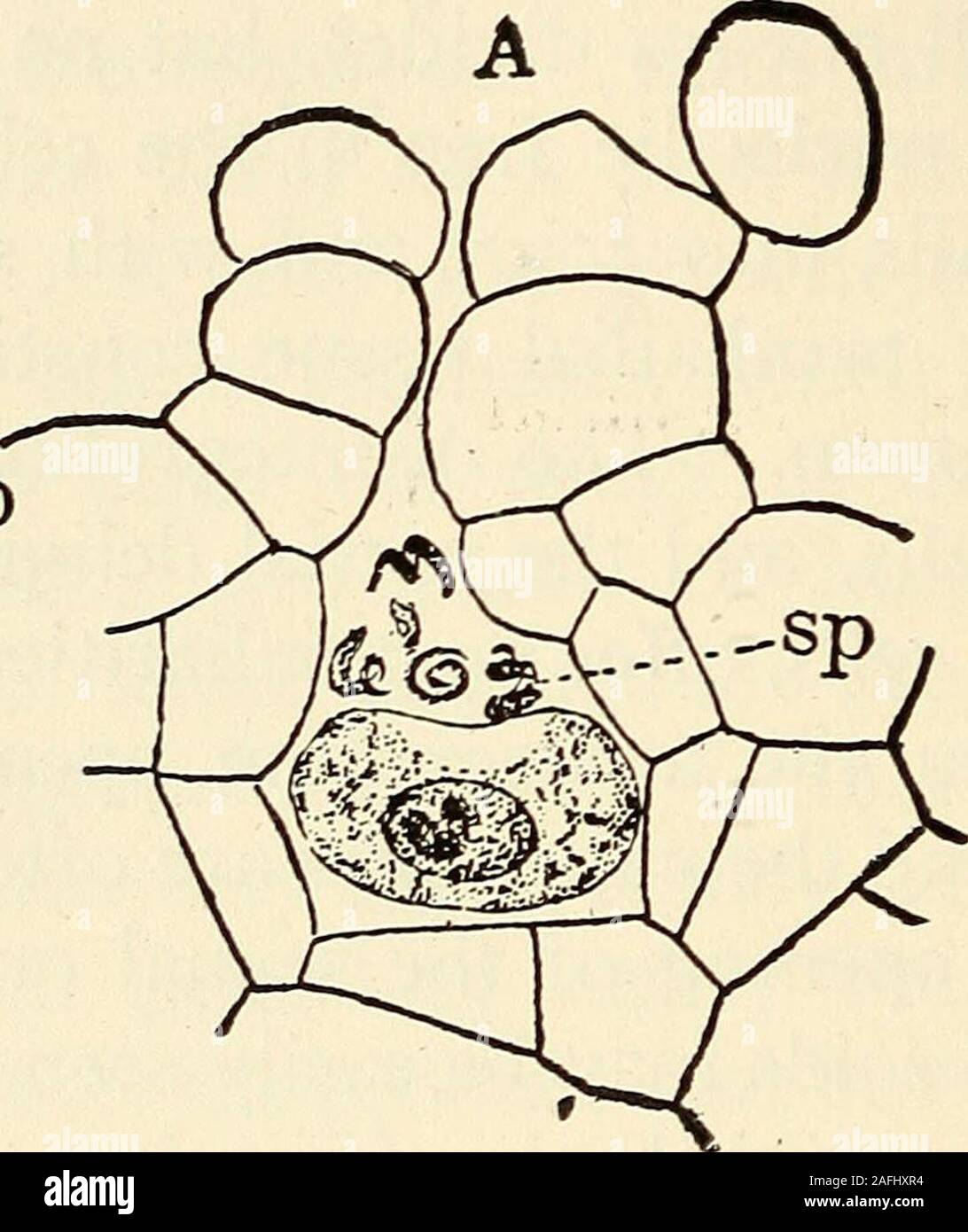 . The structure and development of mosses and ferns (Archegoniatae). --sp. Fig. 177.—A, Osmunda cinnamomea, section of a recently fertilised archegonium,X4S0. A spermatozoid has penetrated the nucleus of the egg, and several arein the space above the egg. B, Onoclea sensibilis. Egg fourteen hours after thepenetration of the spermatozoid, which is still recognizable within the egg nucleus,X900. (B, after Shaw.) gonium opens, the egg is depressed above, and the nucleusflattened. As soon as the archegonium opens, and the dis-organised contents of the neck cells are expelled, the tggbecomes turgid Stock Photo