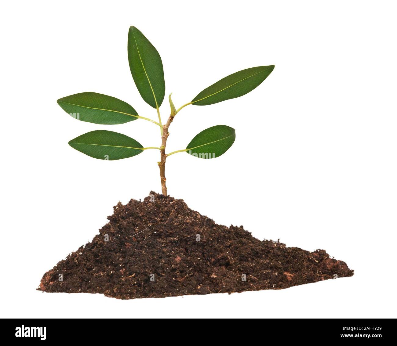 Tree in soil Stock Photo - Alamy