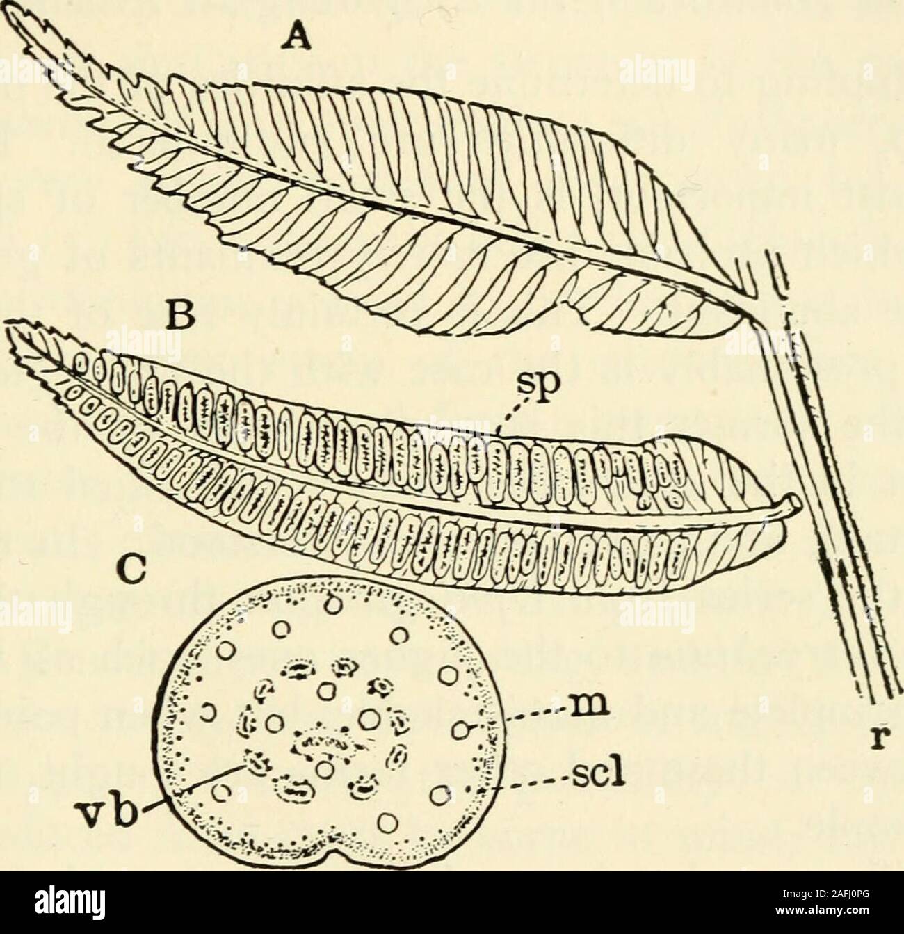 . The structure and development of mosses and ferns (Archegoniatae). ication of the Marattiace^ - The living Marattiaceae (Bitter (i)) may be divided intofour sub-families, of which the first, Angiopteridese includestwo genera, Angiopteris and Archangiopteris, while the others,Marattiese, Kaulfussiese, and Danaease, contains each but asingle genus. - - VIII MARATTIALES 299 Marattia includes about twelve species of tropical and sub-tropical Ferns, both of the Old World and the New. Kaiil-fussia includes but a single species, belonging to southeasternAsia. The synangia are scattered over the low Stock Photo