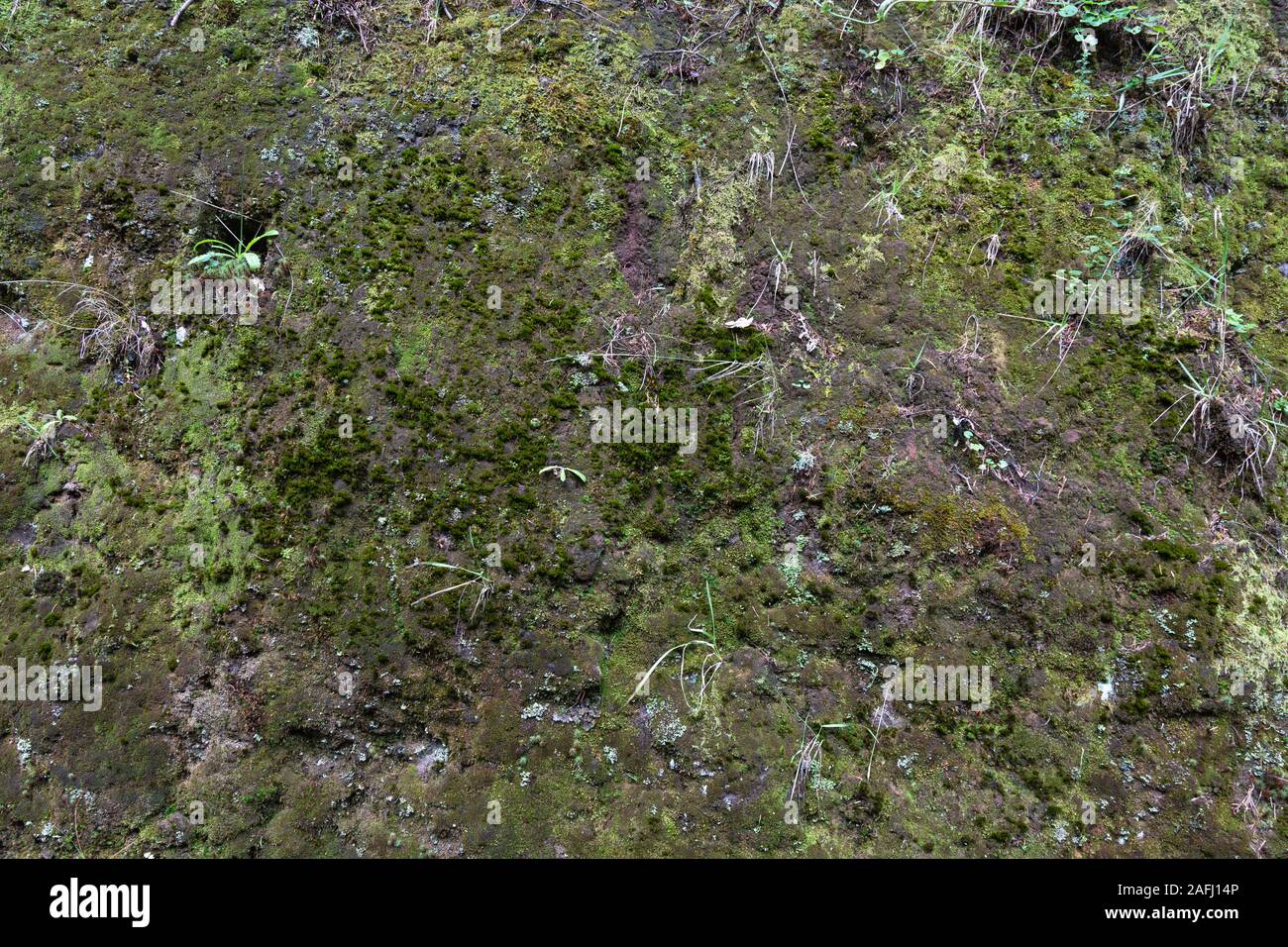 Moss backgrounds hi-res stock photography and images - Alamy