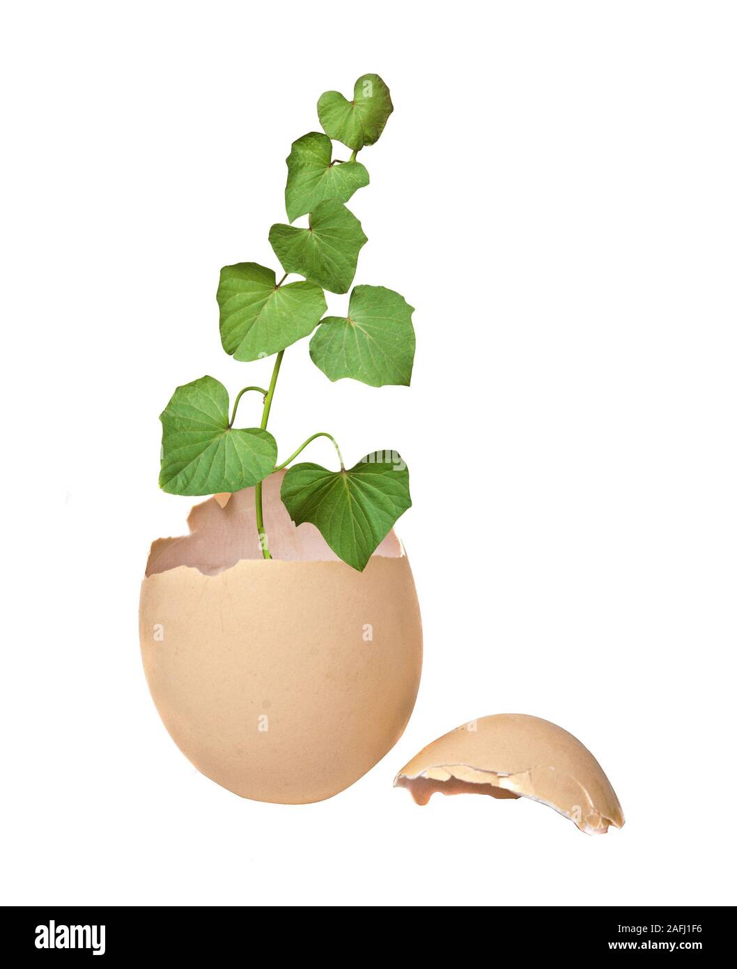Plant hatching from an egg Stock Photo Alamy