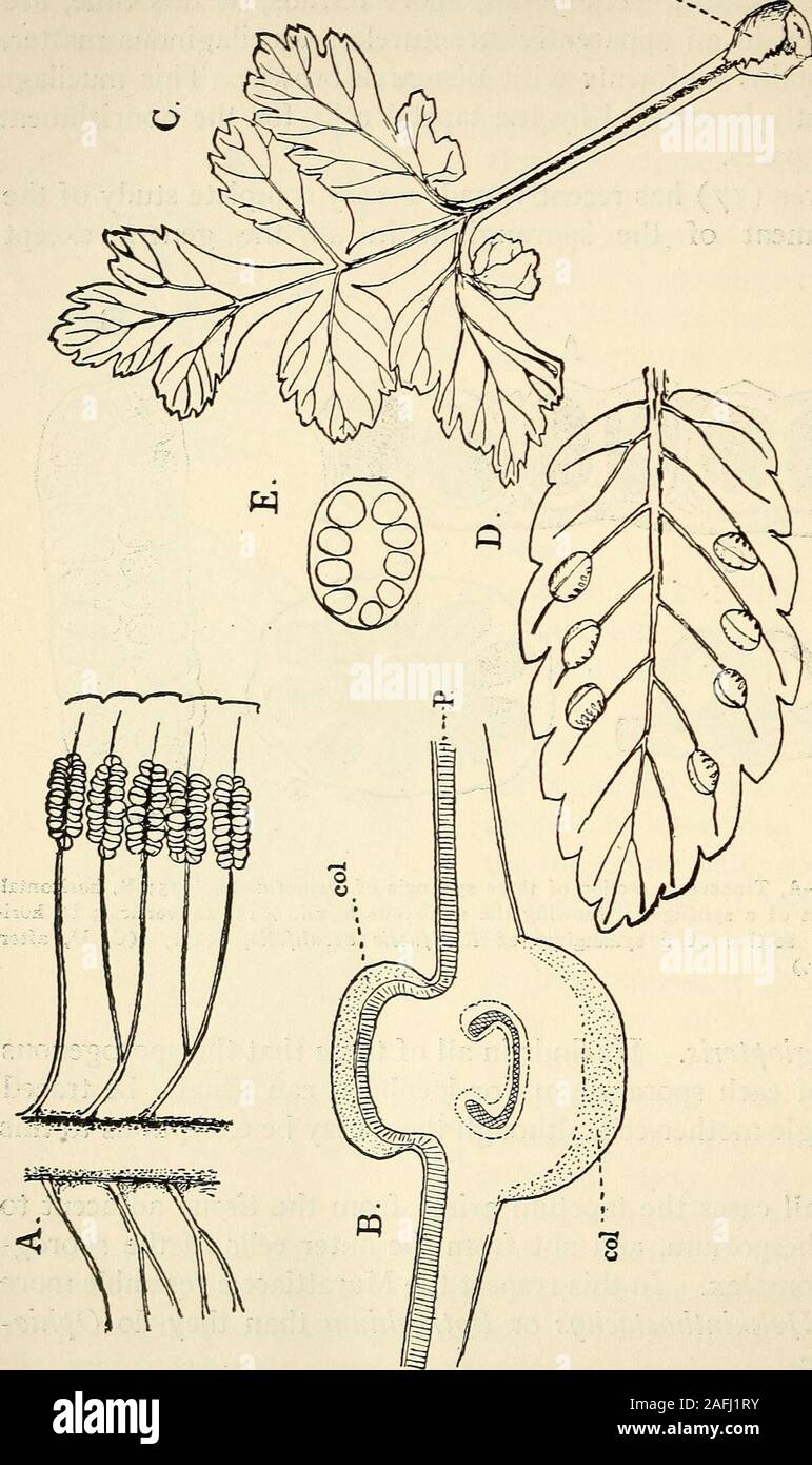 . The structure and development of mosses and ferns (Archegoniatae). Fig. 166.—A, Transverse section of three synangia of Dancea alata, Xis; B, horizontalsection of a synangium, showing the numerous loculi, X15; C, vertical; D, hori-zontal section of a synangium of Kaulfussia cesculifolia, XiS. (C, D, afterBower.) Archangiopteris. He finds in all of them that the sporogenoustissue of each sporangium (or loculus), can usually be tracedto a single mother-cell, although there may be exceptions to. thisrule. In all cases the tapetum arises from the tissue adjacent tothe archesporium, and not from Stock Photo