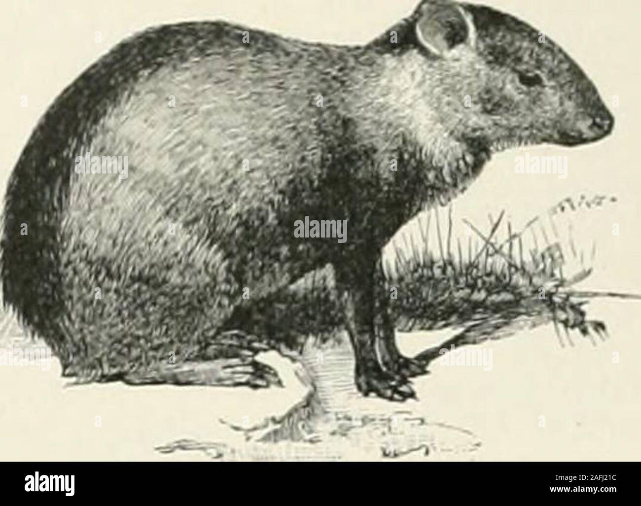 . The Century dictionary and cyclopedia; a work of universal reference in all departments of knowledge, with a new atlas of the world ... Agouti {Dasyprocta a^uti). The American name of several species of rodentmammals of the genus Dasijprocta and familyDasyproefido. The common agouti, or yellow-rumpedcavy! /&gt;. (igouti, is of the size of a rabbit. The upper partof the body is brownish, with a mixture of red and black;the belly yellowish. Three varieties are mentioned, allpeculiar to South America and the West Indies. It bur-rows in tlie ground or in hollow trees, lives on vegetables,doing m Stock Photo