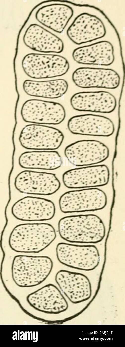 . The structure and development of mosses and ferns (Archegoniatae). Fig. 166.—A, Transverse section of three synangia of Dancea alata, Xis; B, horizontalsection of a synangium, showing the numerous loculi, X15; C, vertical; D, hori-zontal section of a synangium of Kaulfussia cesculifolia, XiS. (C, D, afterBower.) Archangiopteris. He finds in all of them that the sporogenoustissue of each sporangium (or loculus), can usually be tracedto a single mother-cell, although there may be exceptions to. thisrule. In all cases the tapetum arises from the tissue adjacent tothe archesporium, and not from Stock Photo